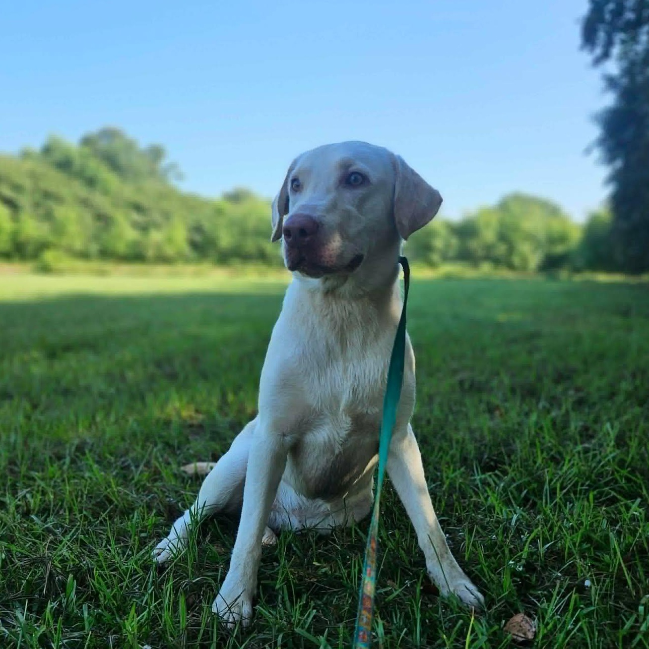 Adeline, a ADOPTABLE mixed breed in Bethpage, NY image 2/5