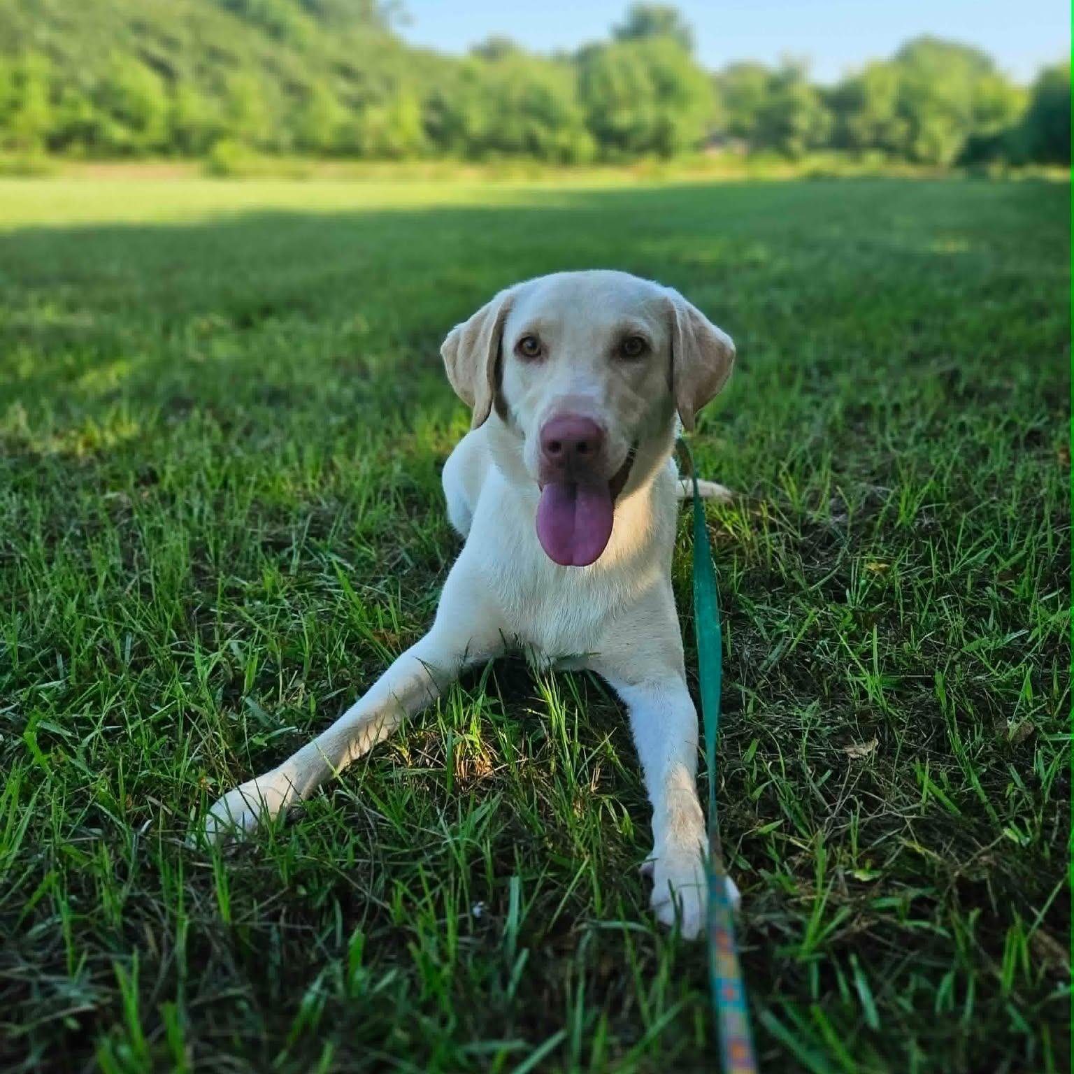 Adeline, a ADOPTABLE mixed breed in Bethpage, NY image 3/5