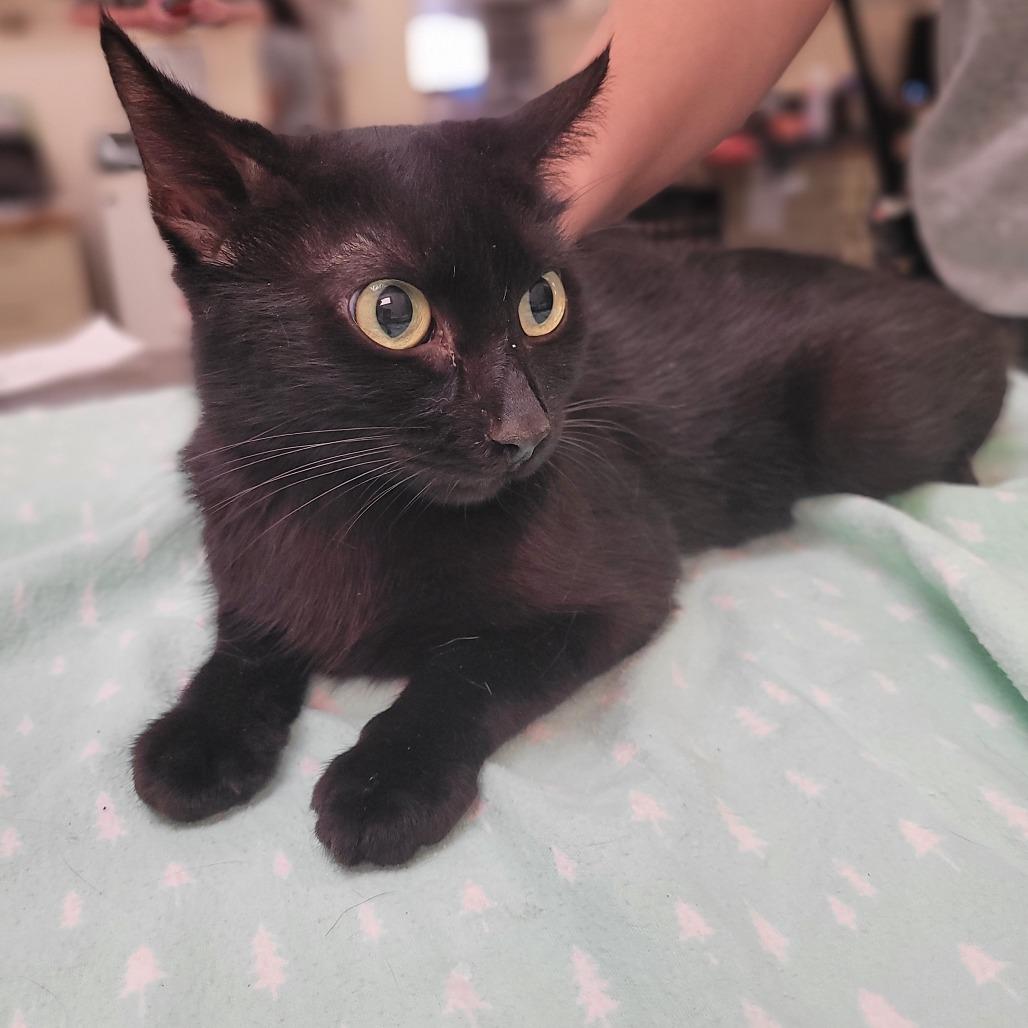 TNVR, Adoptable, Adult Female American Shorthair.