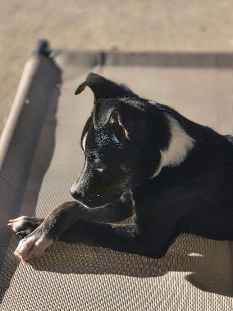 Enlarge Stella, a Adoptable Australian Cattle Dog / Blue Heeler in Albuquerque, NM image 1/3