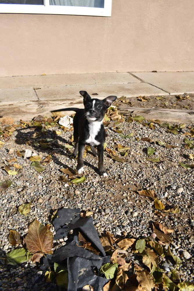 Enlarge Stella, a Adoptable Australian Cattle Dog / Blue Heeler in Albuquerque, NM image 2/3