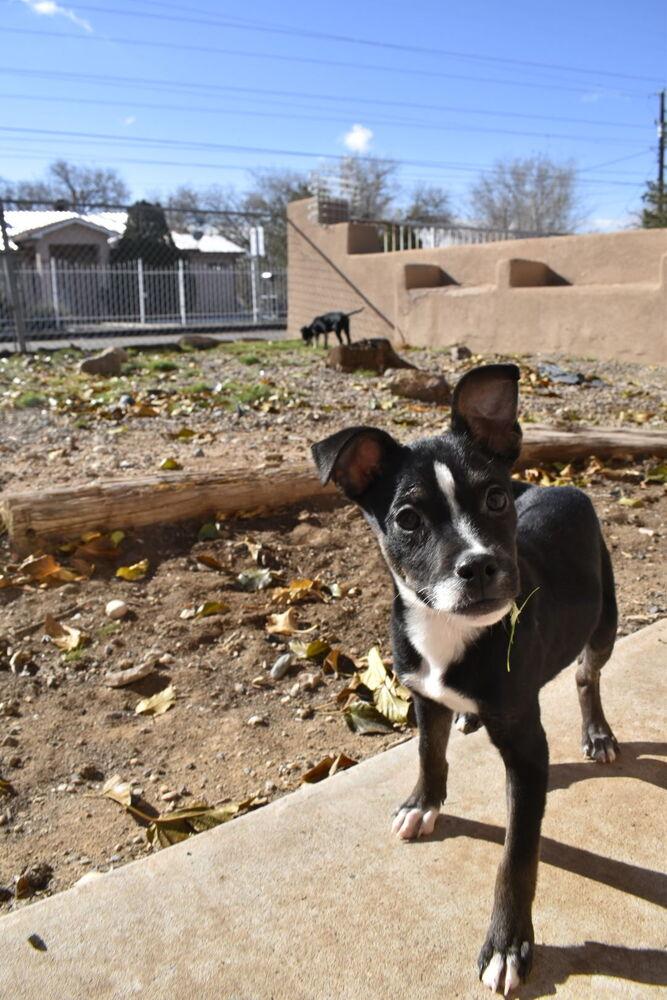 Enlarge Stella, a Adoptable Australian Cattle Dog / Blue Heeler in Albuquerque, NM image 3/3
