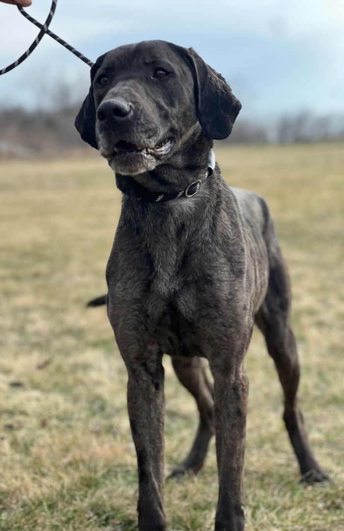 Peyton (Obedience Trained), an adoptable mixed breed in Maryville, MO image 5/5