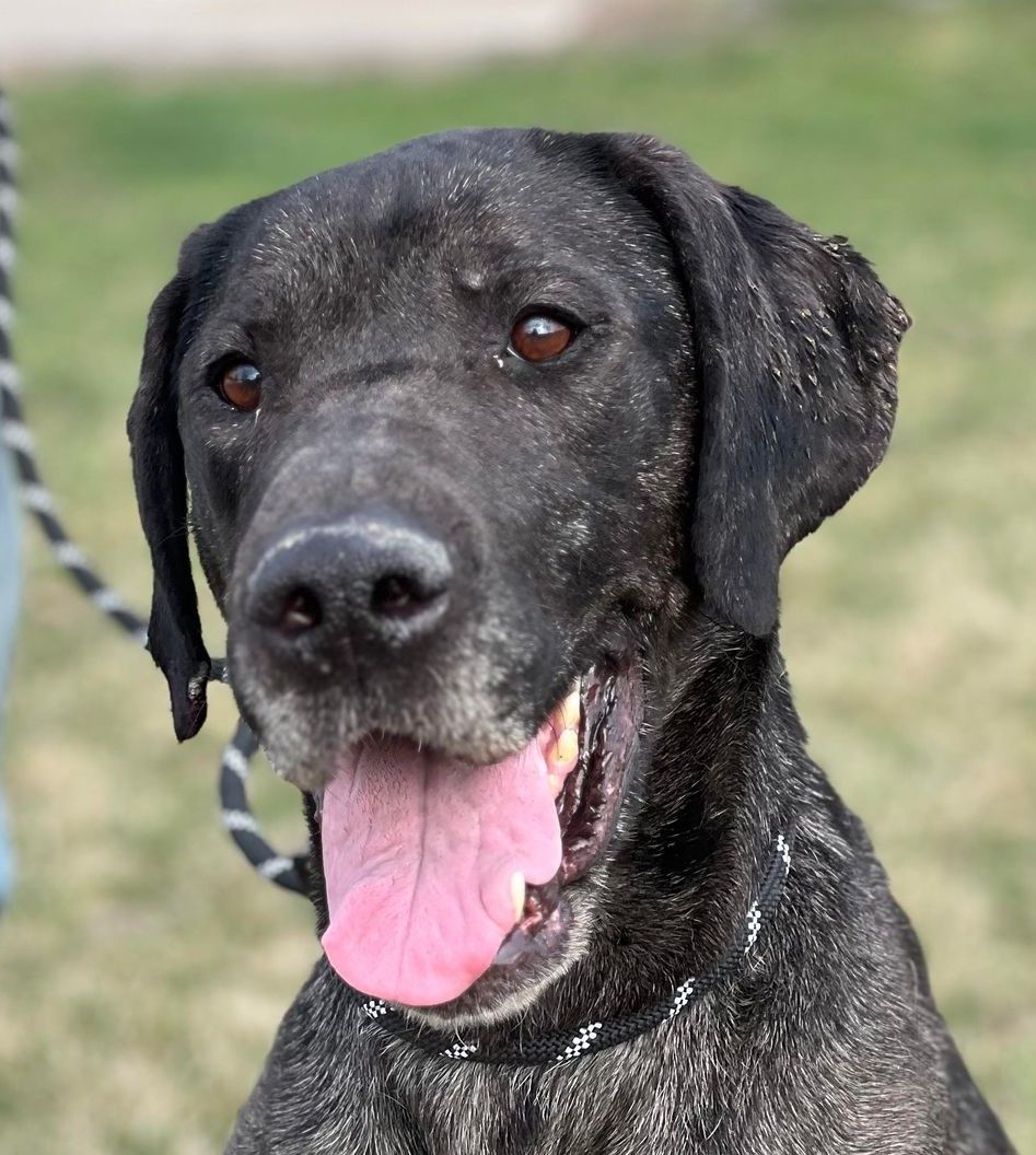 Peyton (Obedience Trained), an adoptable mixed breed in Maryville, MO image 3/5