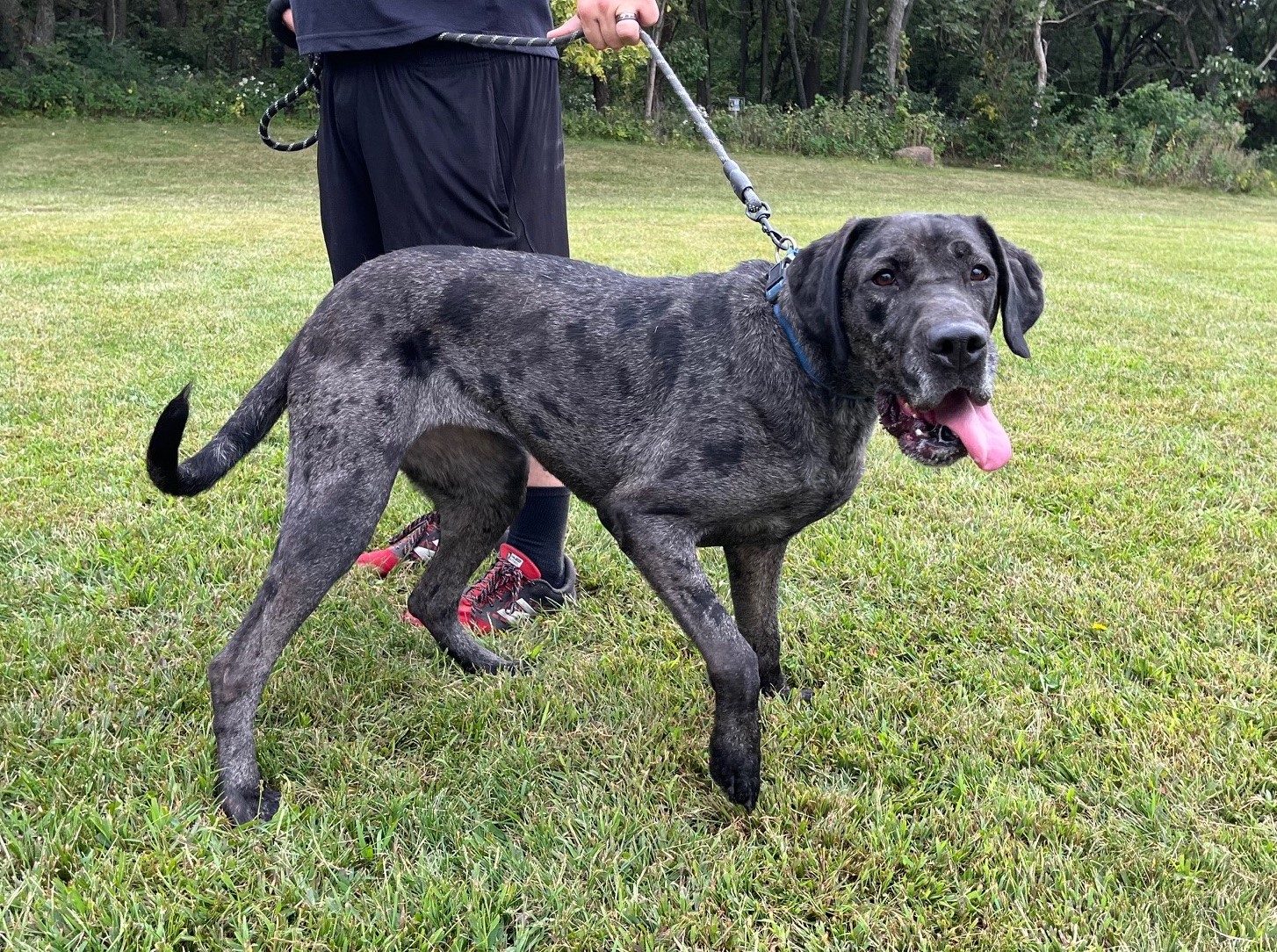 Peyton (Obedience Trained), adoptable, Adult Female Great Dane & Hound.