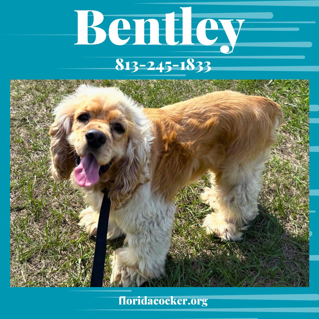 Bentley, adopted, Adult Male Cocker Spaniel.