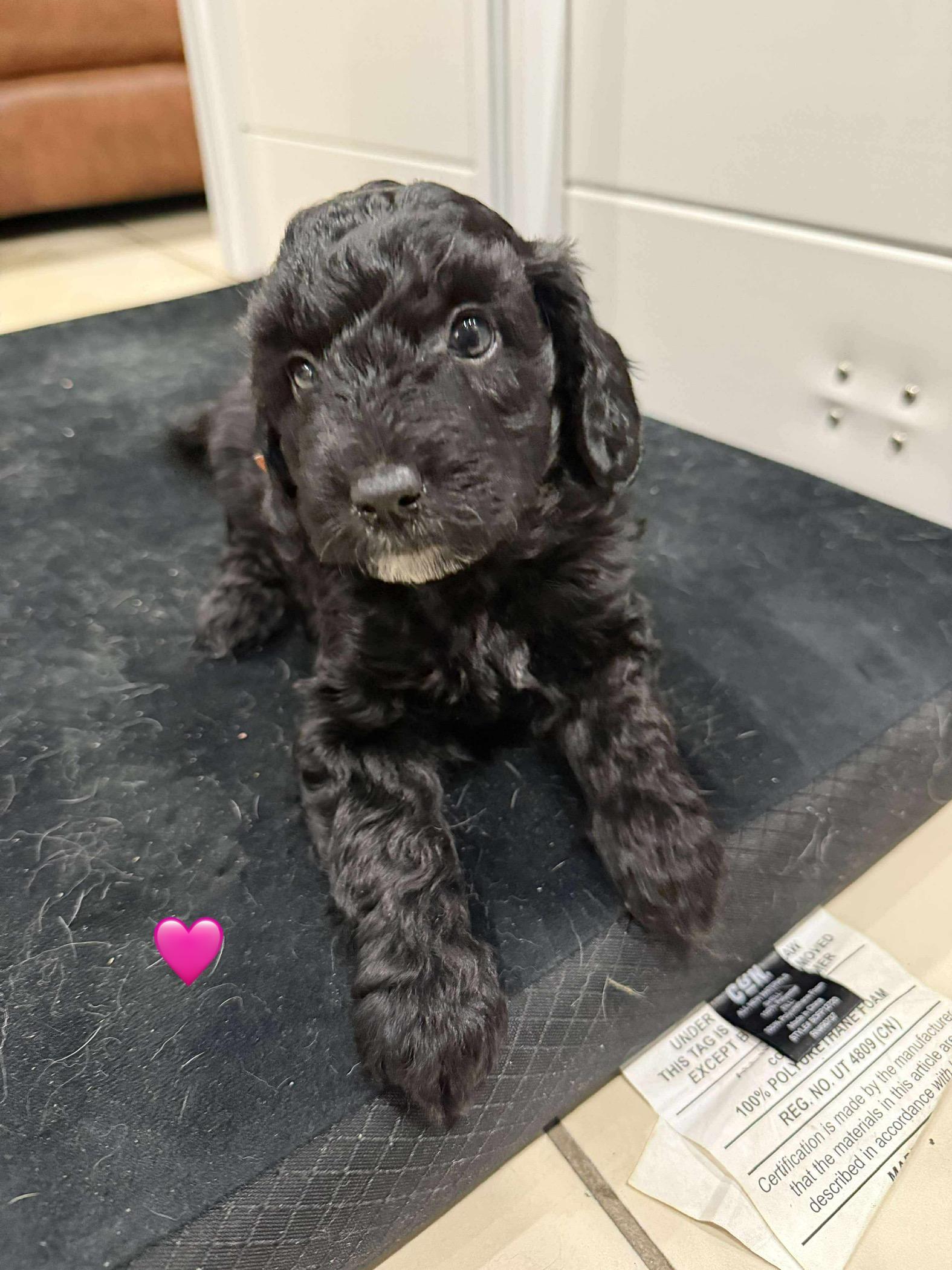 Noel, a ADOPTABLE mixed breed in Brockport, NY image 3/4