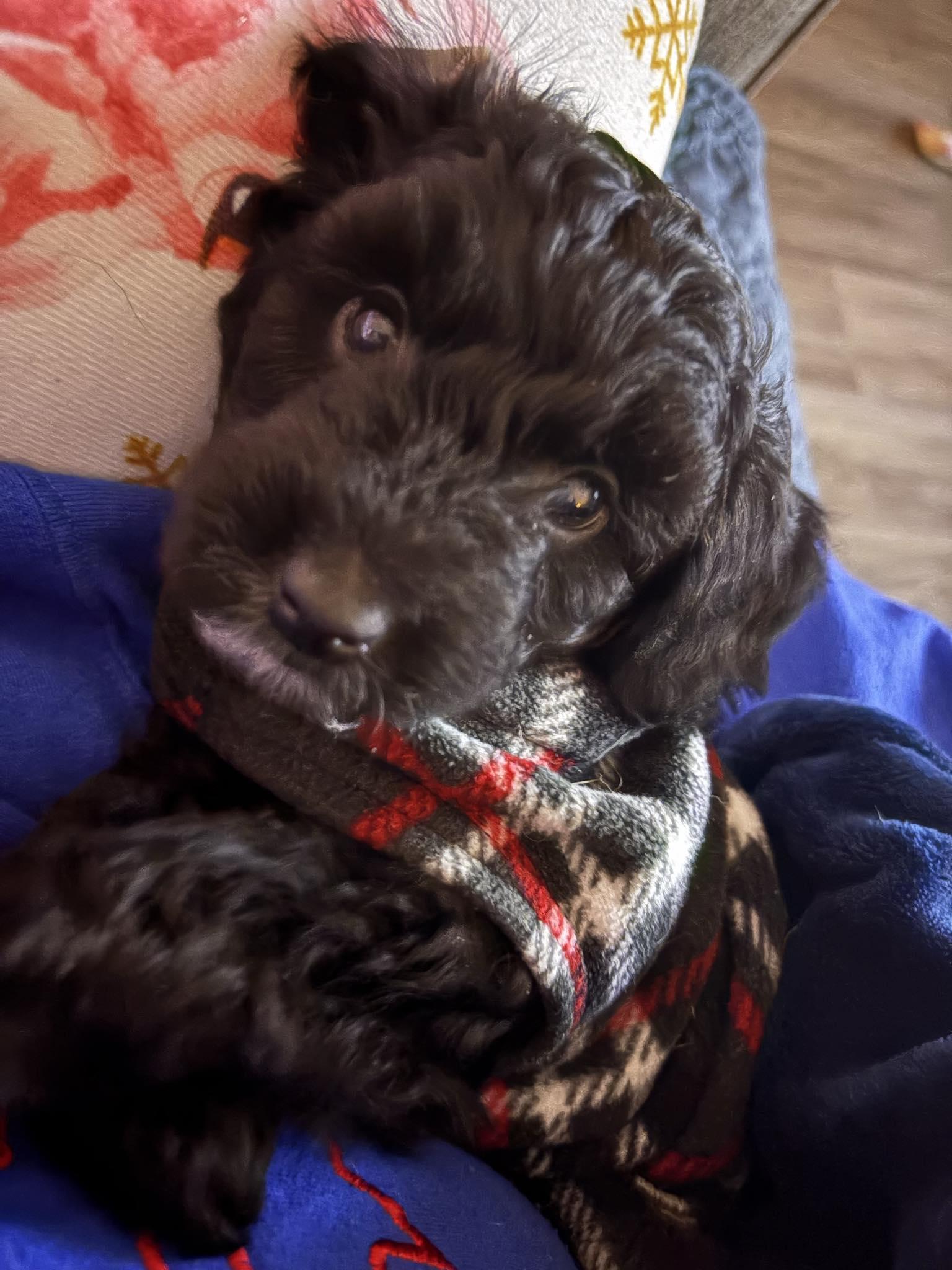 Noel, a ADOPTABLE mixed breed in Brockport, NY image 4/4