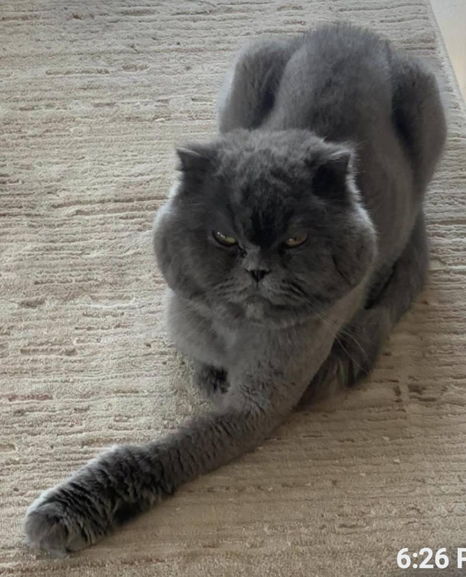 Shadow Grey thumbnail 3