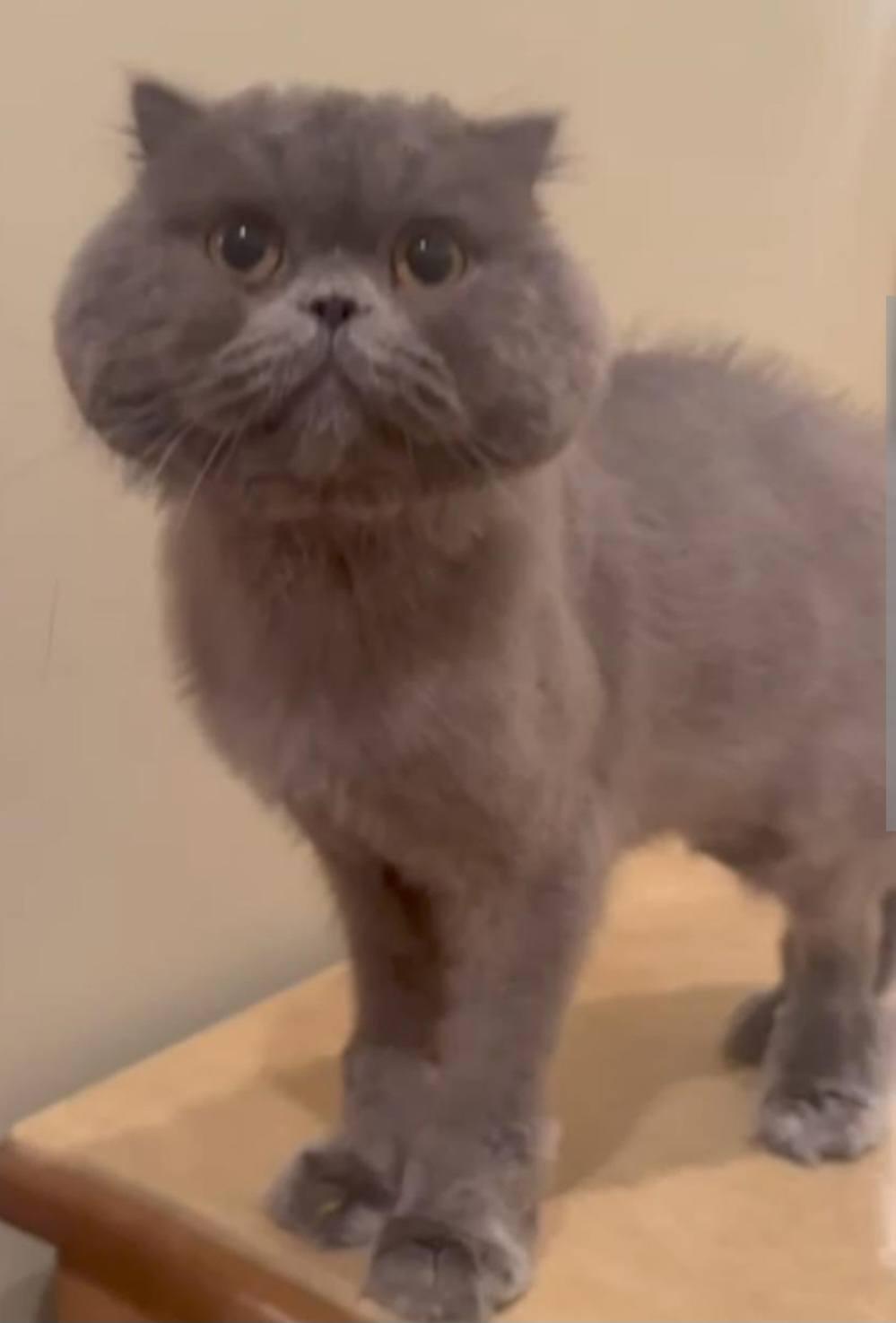 Shadow Grey thumbnail 4