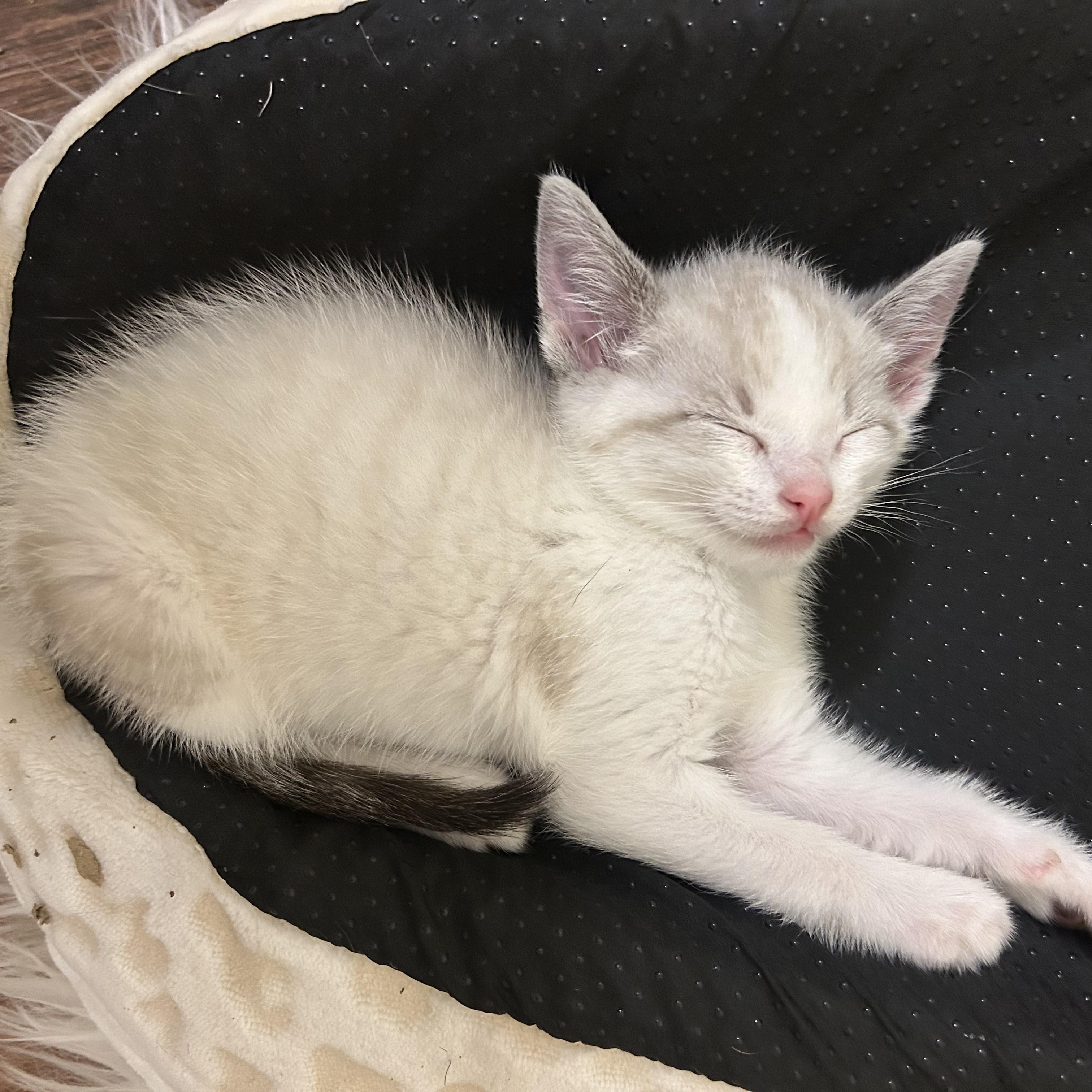 Enlarge Cheese, an adopted mixed breed in San Juan Capistrano, CA image 3/3