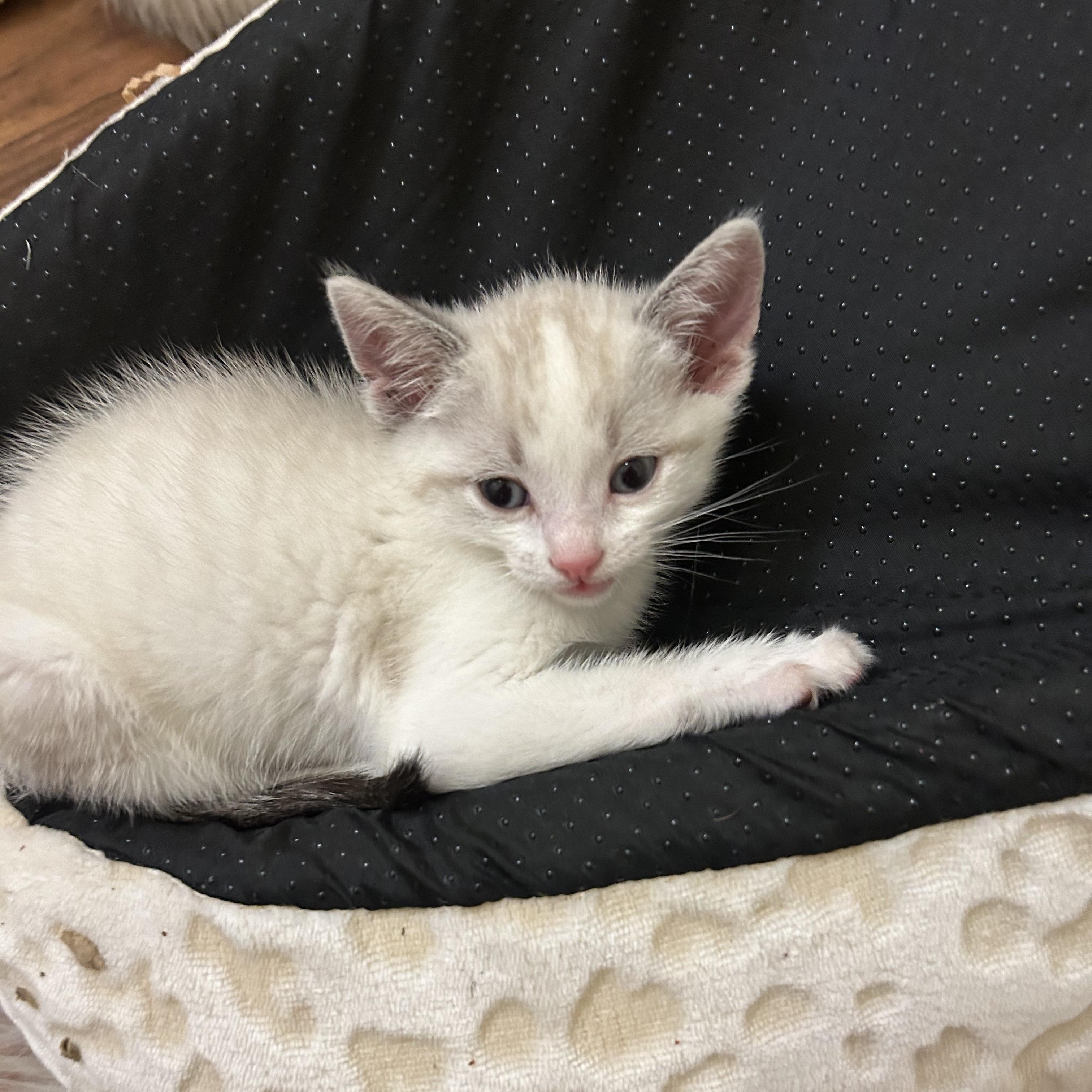 Enlarge Cheese, an adopted mixed breed in San Juan Capistrano, CA image 2/3