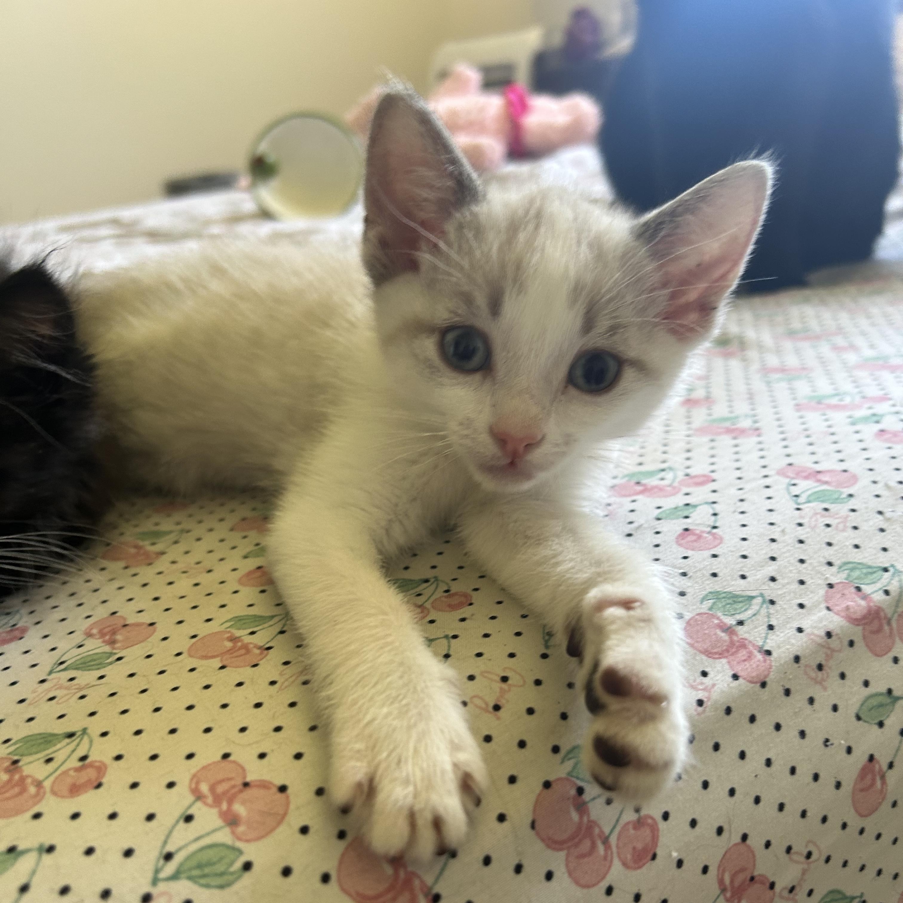 Cheese, adopted, Kitten Female Snowshoe & Domestic Short Hair.