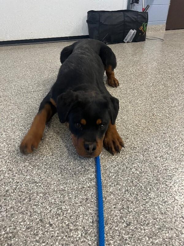 Enlarge Hog, a Adoptable Rottweiler in Georgetown, OH image 1/1