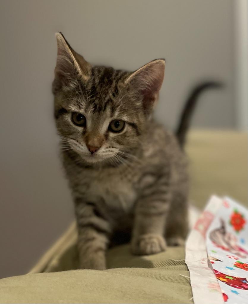 Enlarge Pixie, a Adoptable mixed breed in Effingham, IL image 1/2