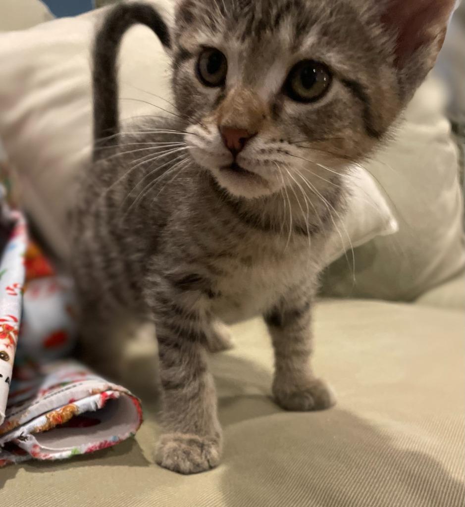 Pixie, Adoptable, Young Female Domestic Short Hair.