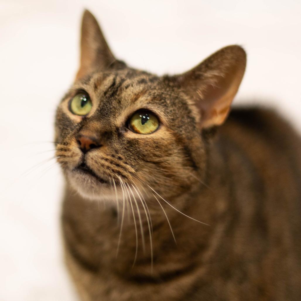 Suki - Available from Foster, Adoptable, Senior Female Domestic Short Hair.