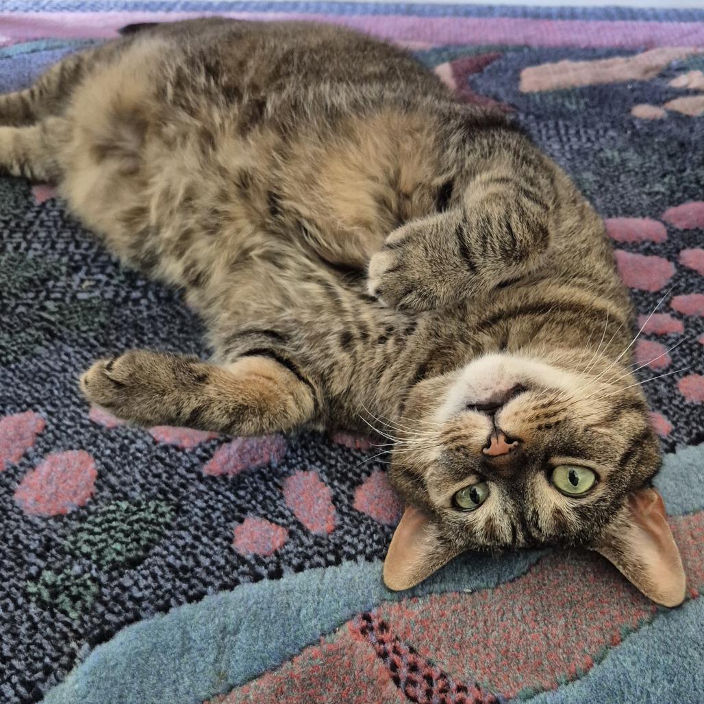 Enlarge Suki - Available from Foster, a Adoptable Domestic Short Hair in South Burlington, VT image 2/6