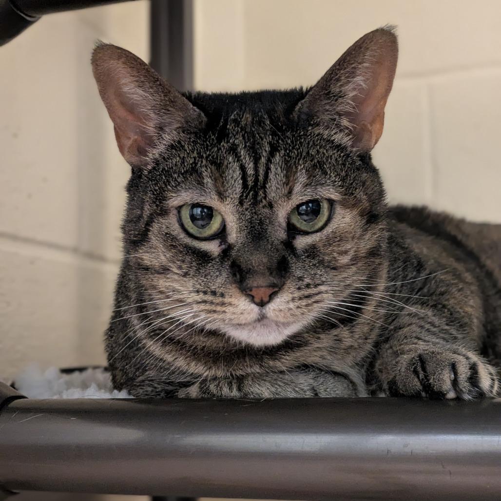 Suki - Available from Foster, a Adoptable Domestic Short Hair in South Burlington, VT image 2/6