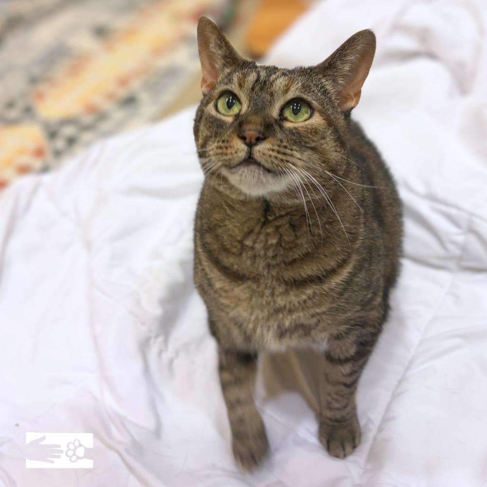 Suki - Available from Foster, a Adoptable Domestic Short Hair in South Burlington, VT image 3/6