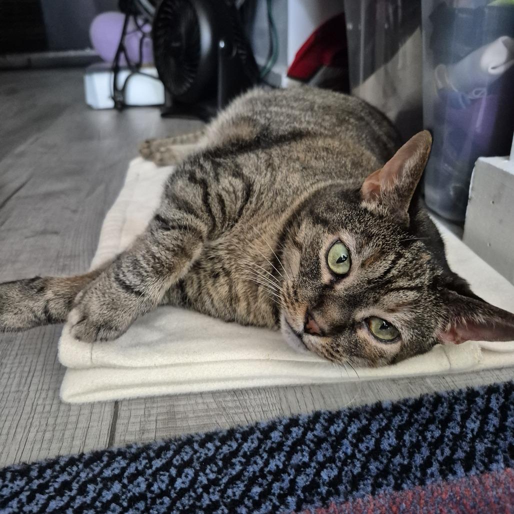 Suki - Available from Foster, a Adoptable Domestic Short Hair in South Burlington, VT image 4/6