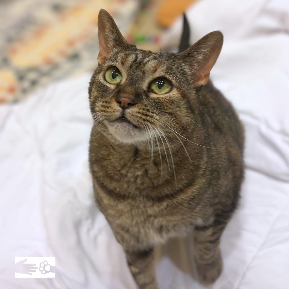 Suki - Available from Foster, a Adoptable Domestic Short Hair in South Burlington, VT image 5/6