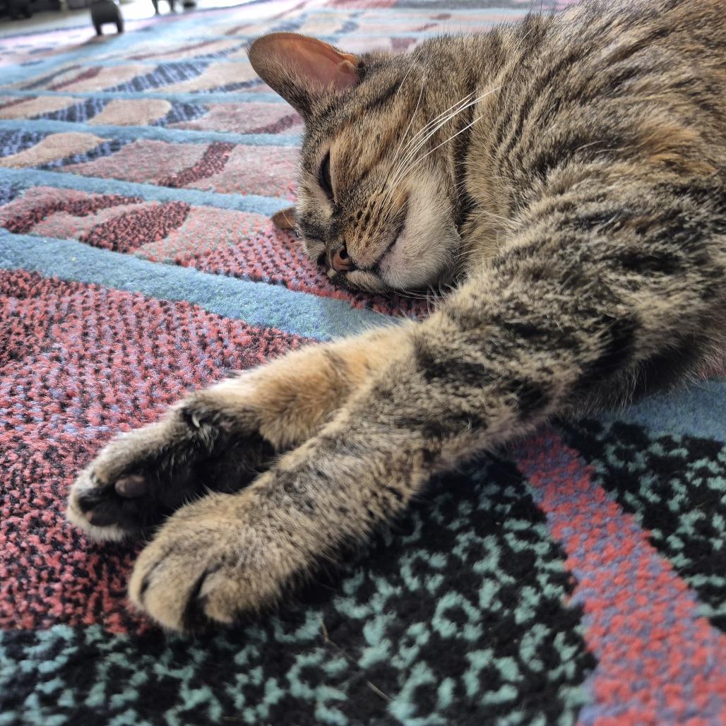Suki - Available from Foster, a Adoptable Domestic Short Hair in South Burlington, VT image 6/6
