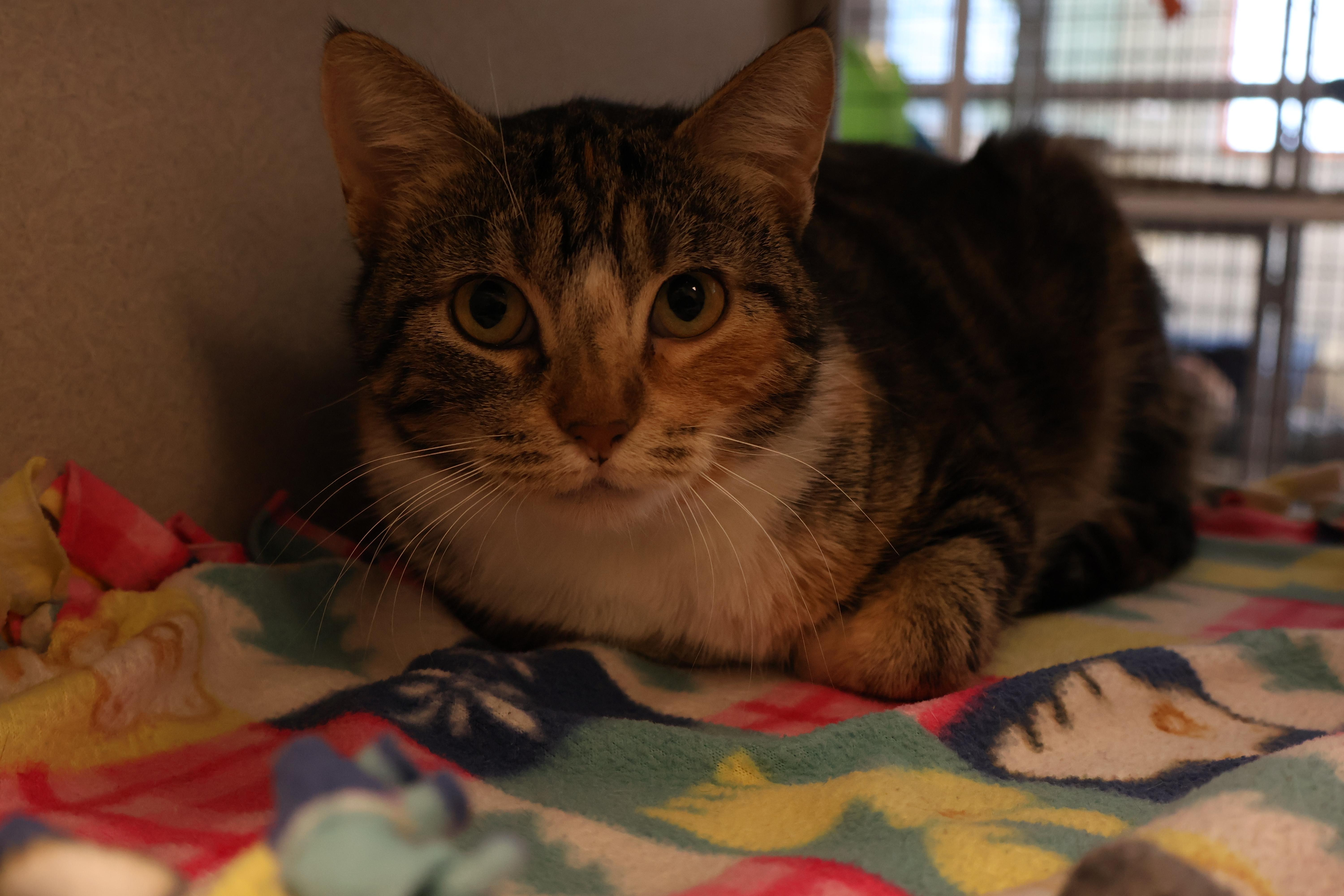 Enlarge Miss Muffet, a Adoptable mixed breed in Cedar Rapids, IA image 2/5