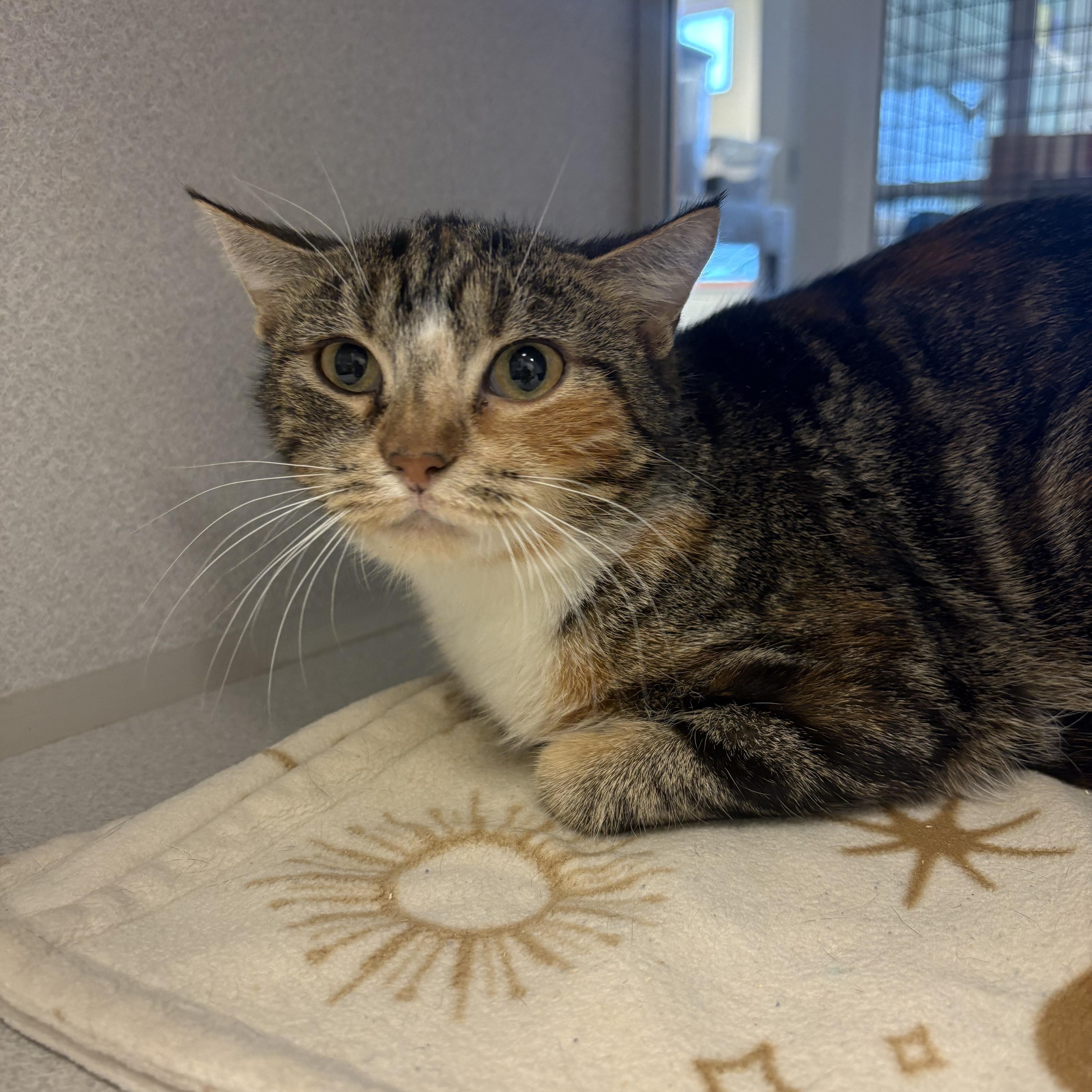 Miss Muffet, Adoptable, Adult Female Domestic Short Hair.