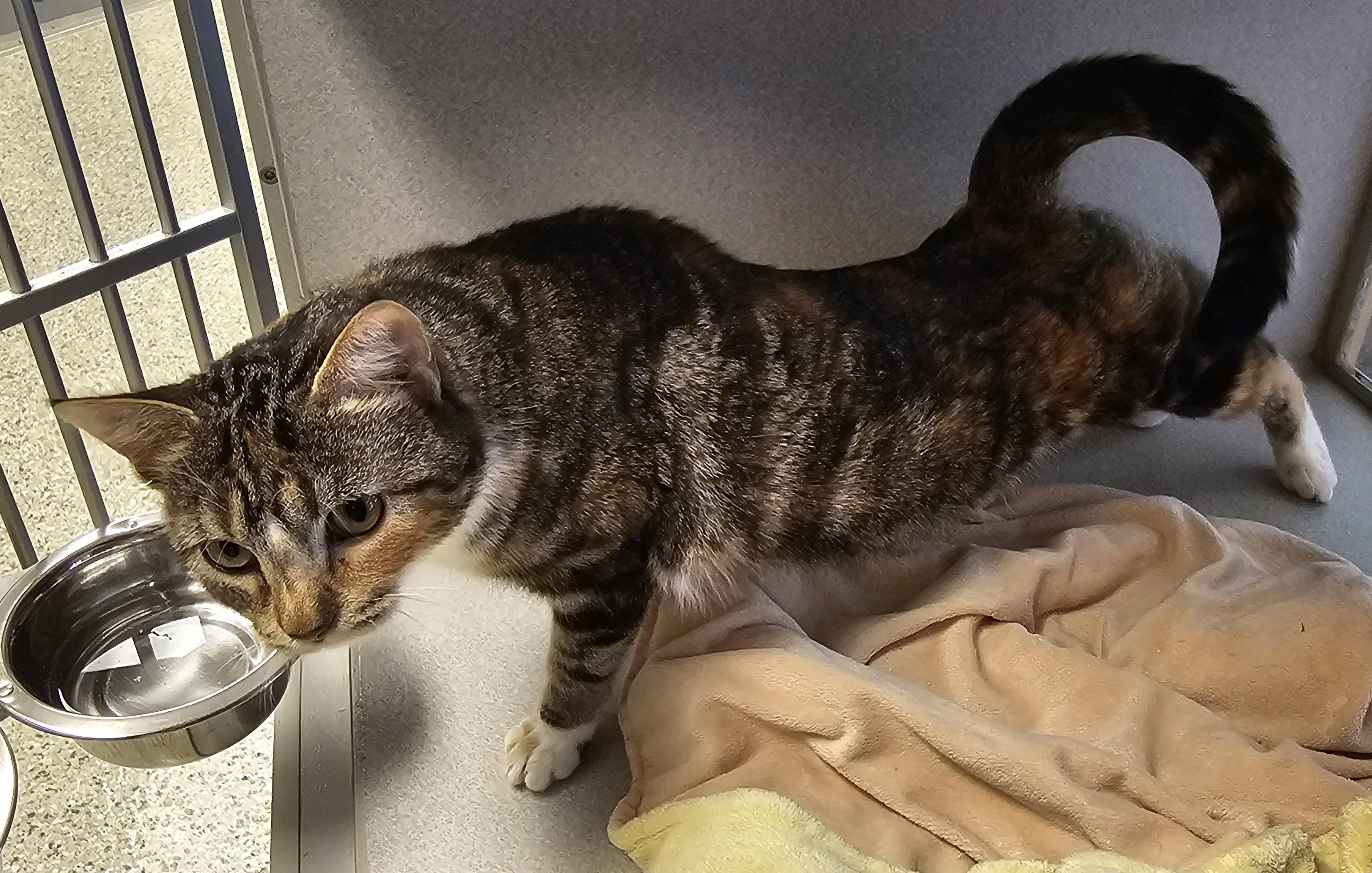 Enlarge Miss Muffet, a Adoptable mixed breed in Cedar Rapids, IA image 4/5