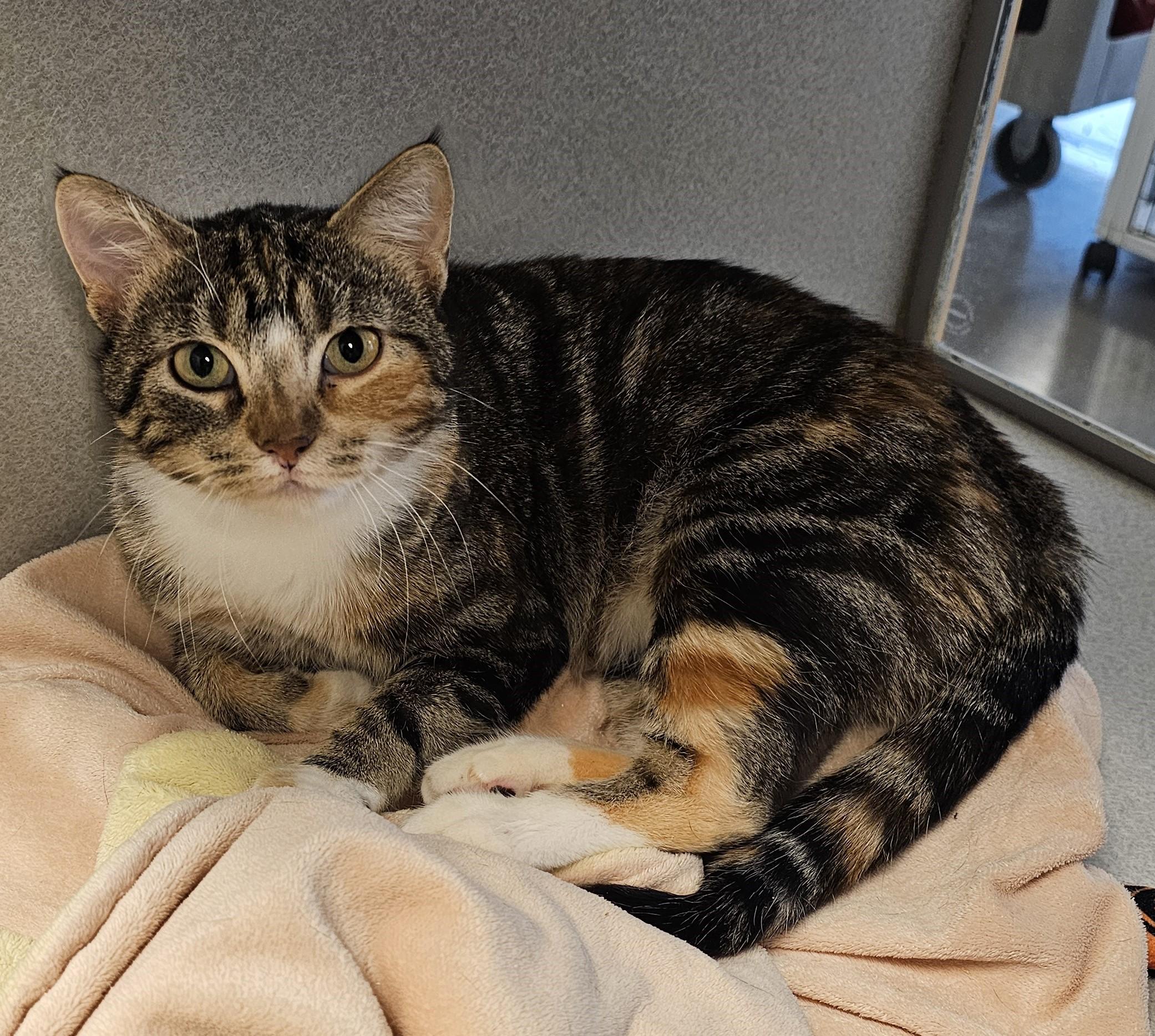 Miss Muffet, Adoptable, Adult Female Domestic Short Hair.
