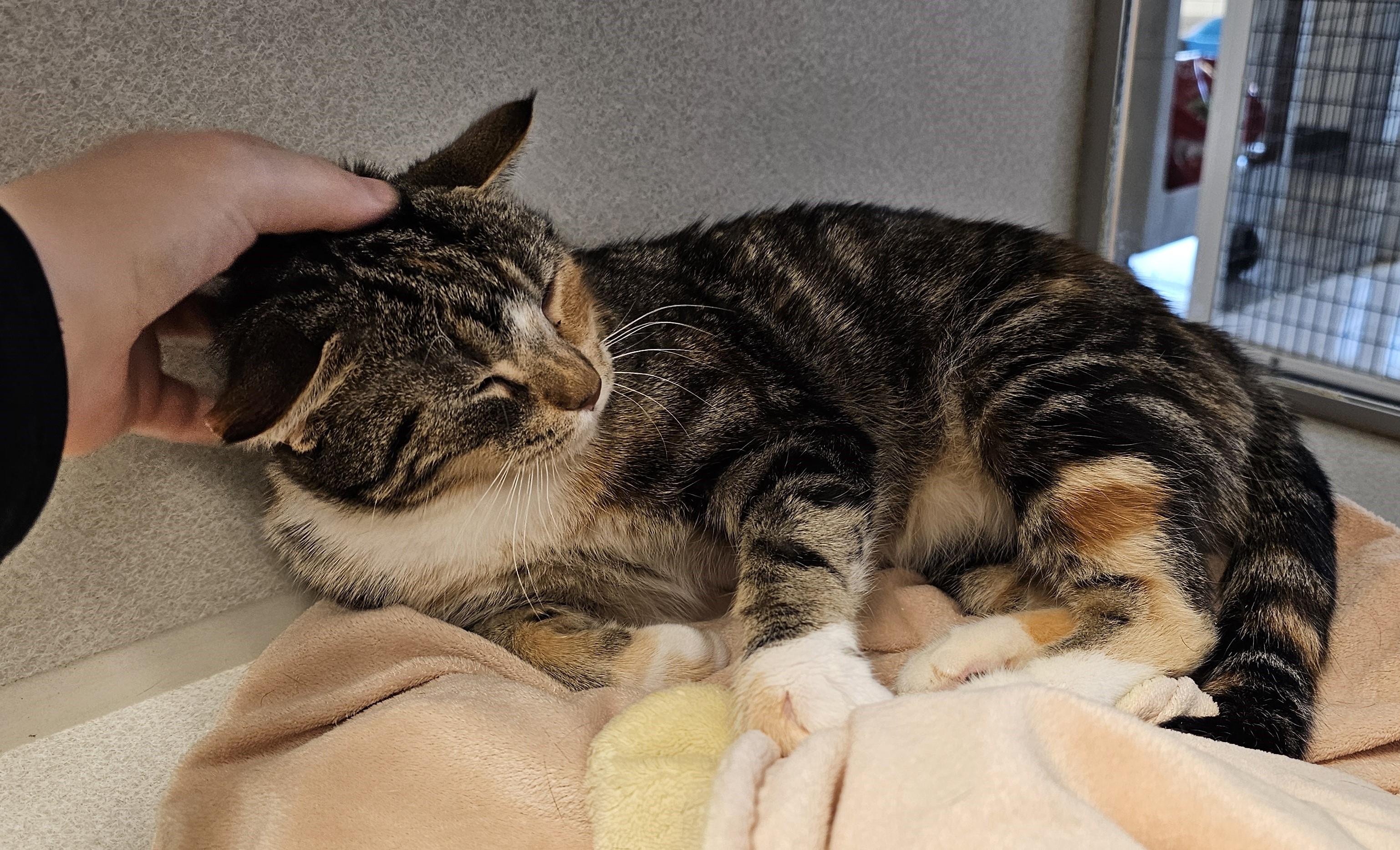 Enlarge Miss Muffet, a Adoptable mixed breed in Cedar Rapids, IA image 5/5