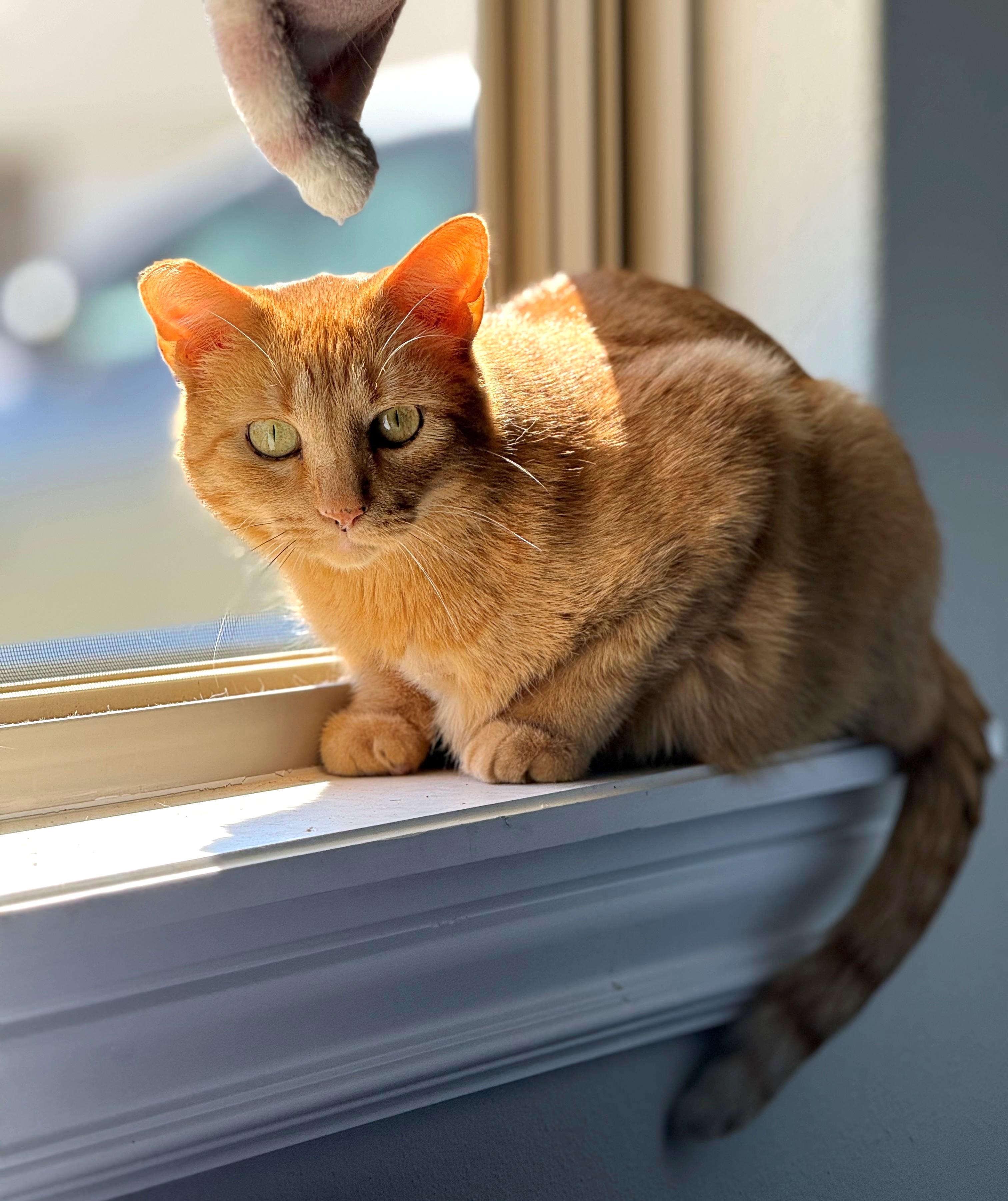 Enlarge Thicket, a ADOPTABLE Tabby in Bentonville, AR image 4/5