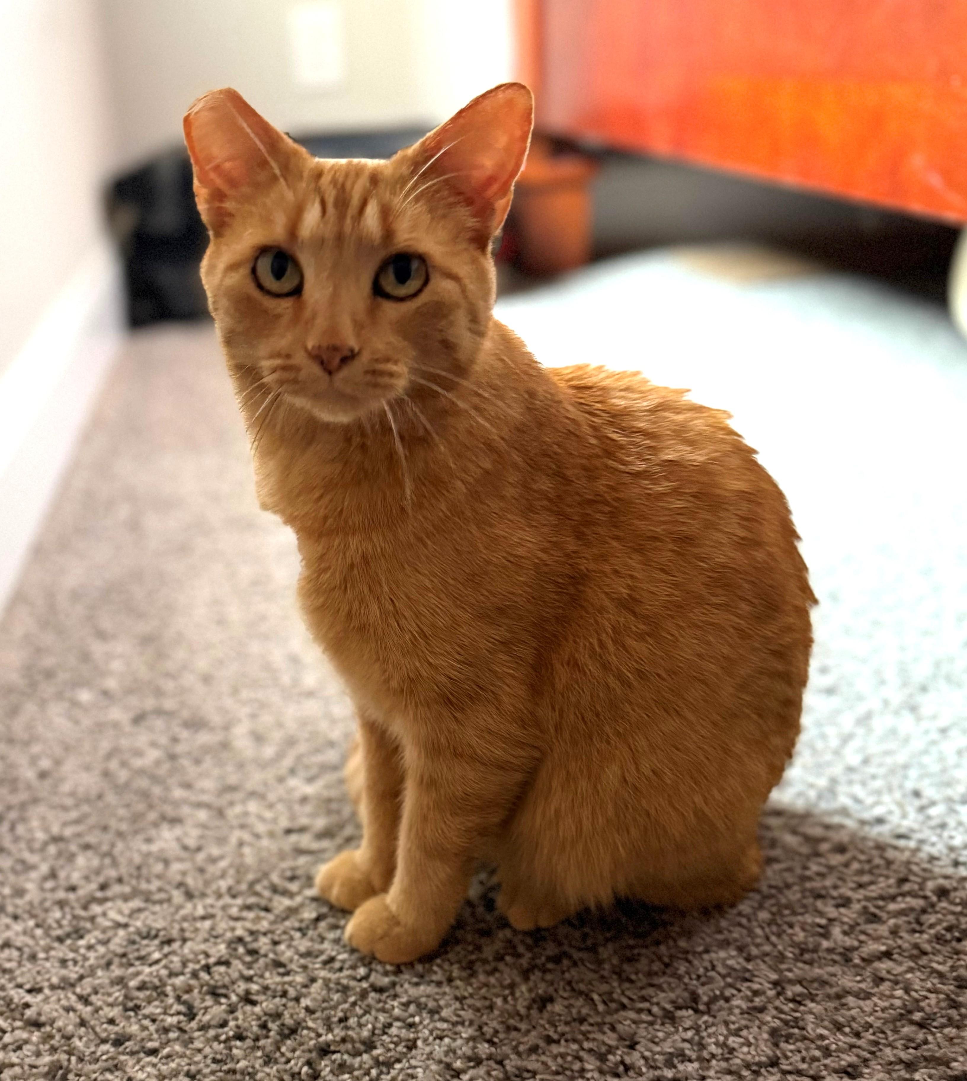 Enlarge Thicket, a ADOPTABLE Tabby in Bentonville, AR image 5/5