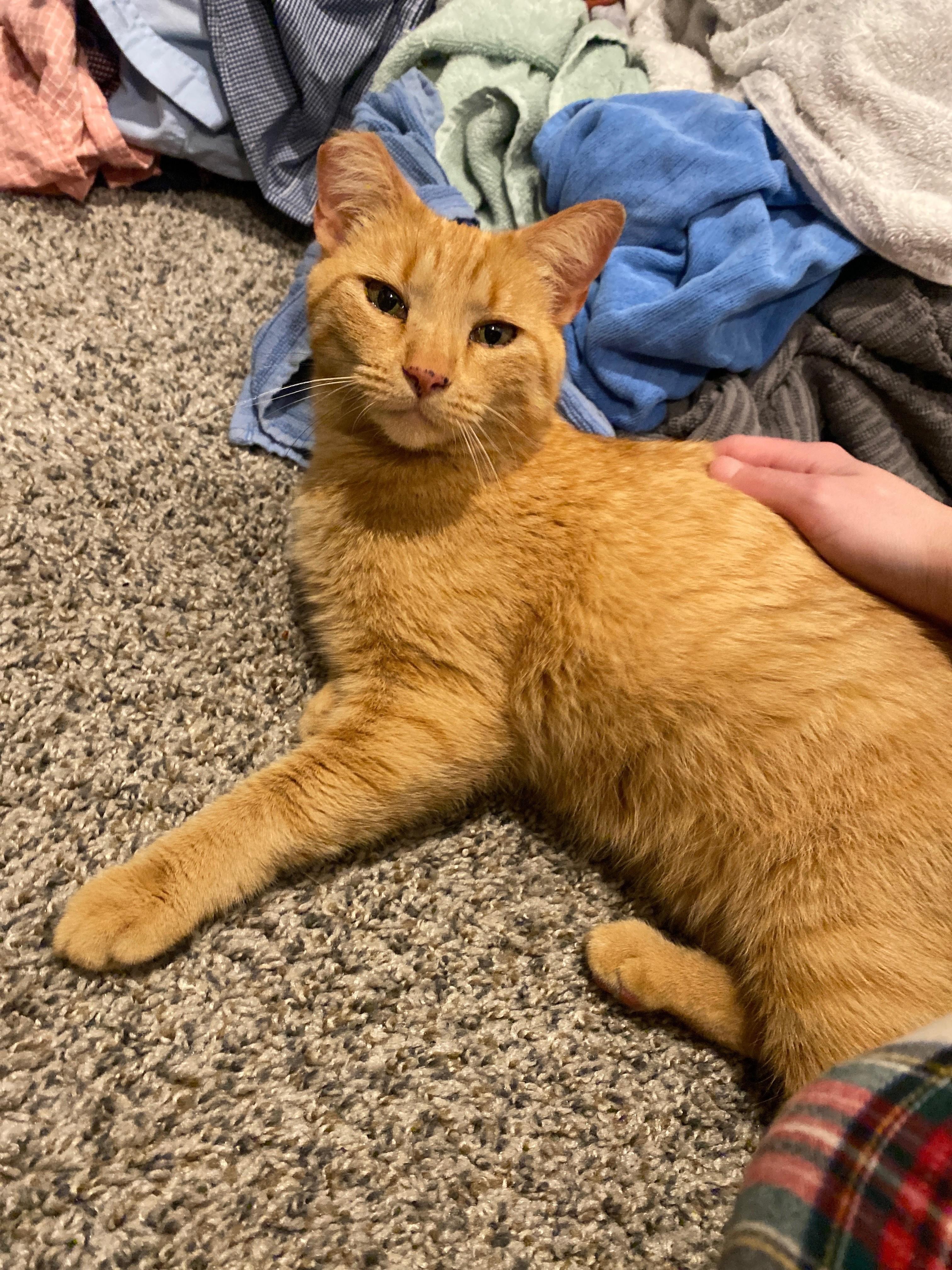 Enlarge Thicket, a ADOPTABLE Tabby in Bentonville, AR image 2/5