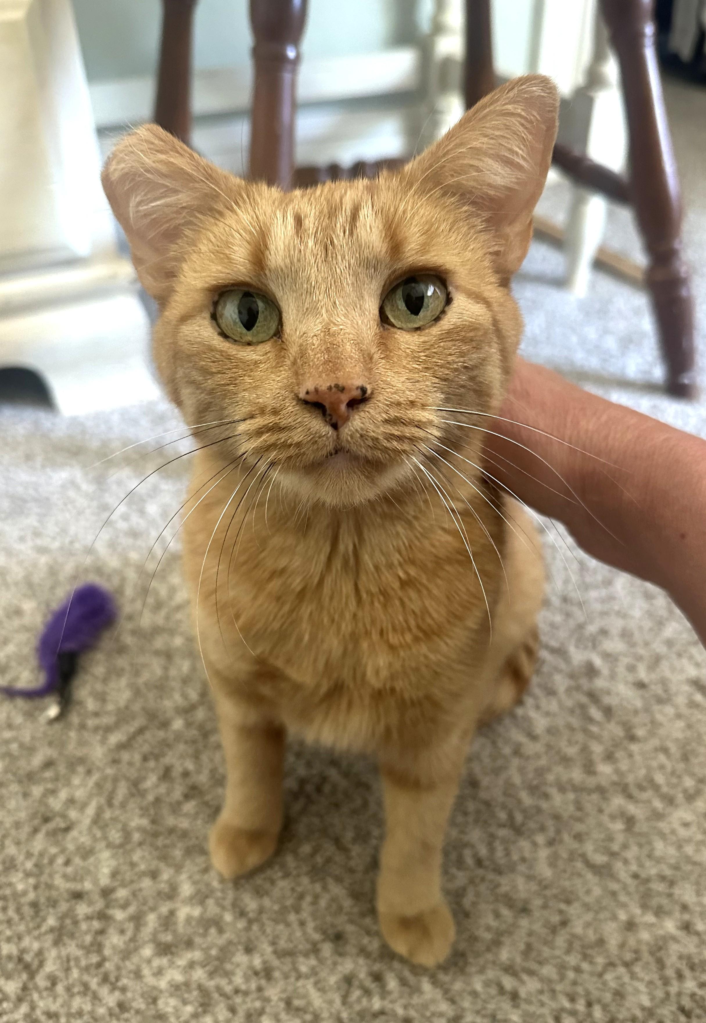 Thicket, ADOPTABLE, Adult Female Tabby.