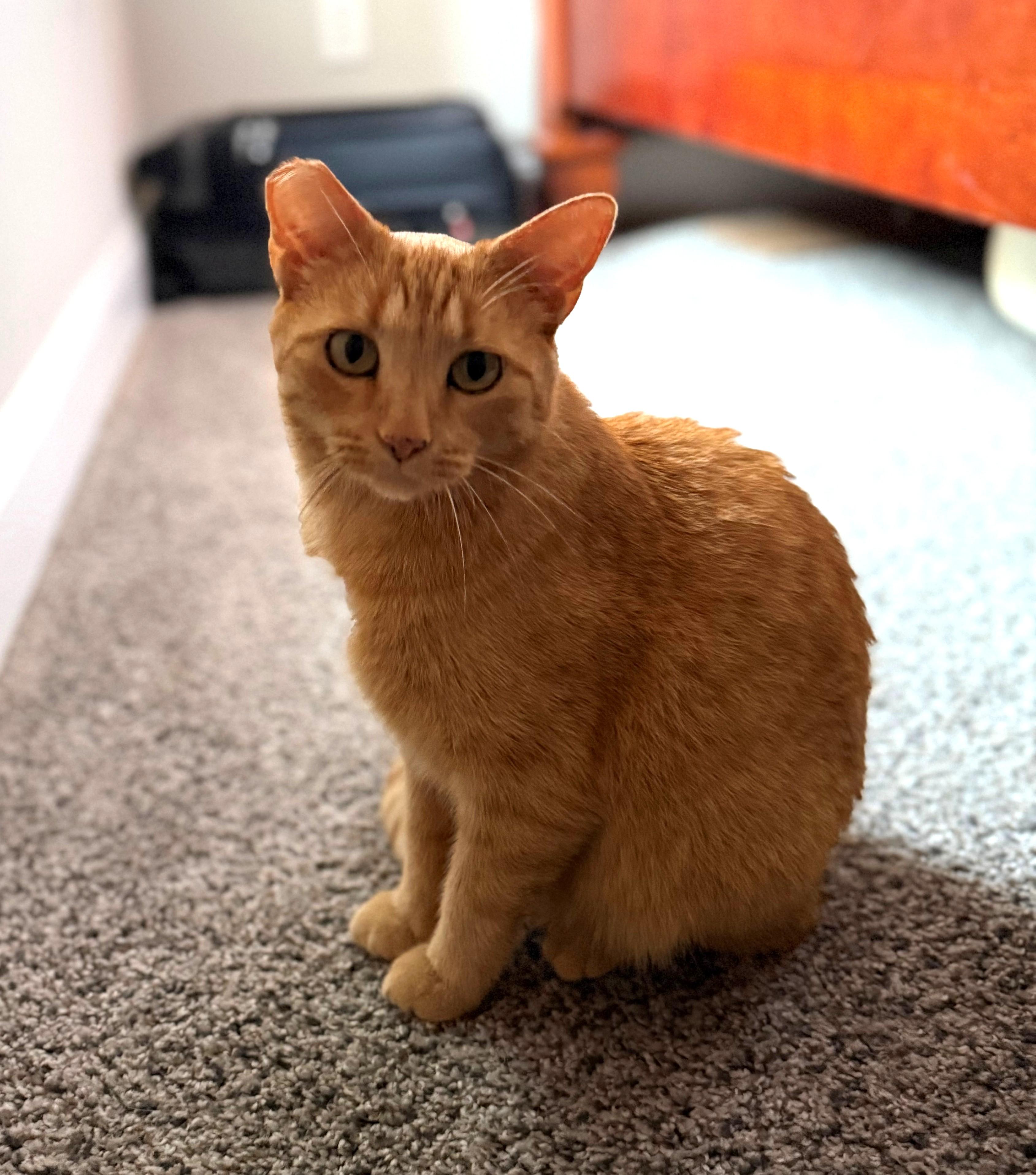 Thicket, ADOPTABLE, Adult Female Tabby.