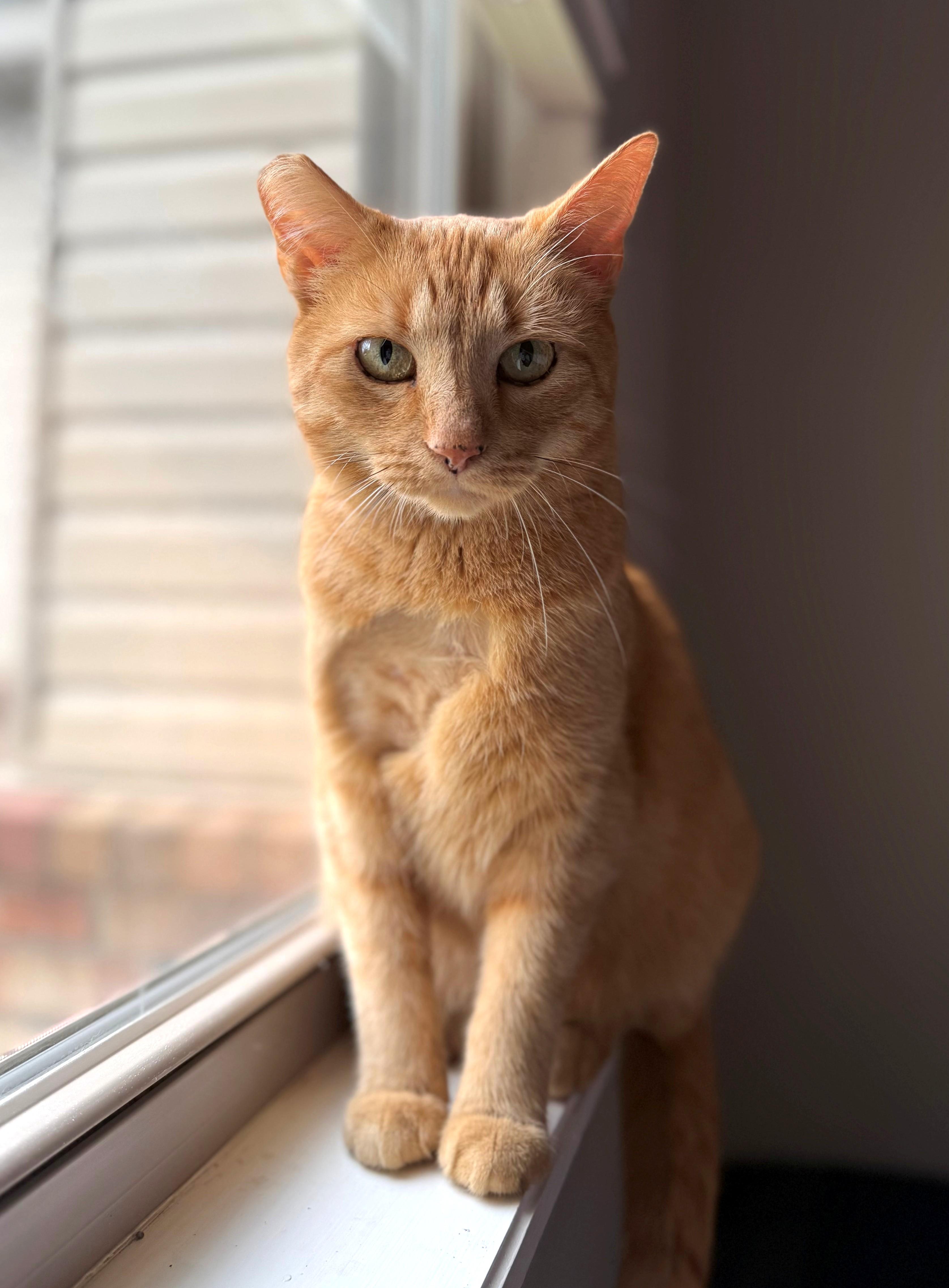 Enlarge Thicket, a ADOPTABLE Tabby in Bentonville, AR image 3/5