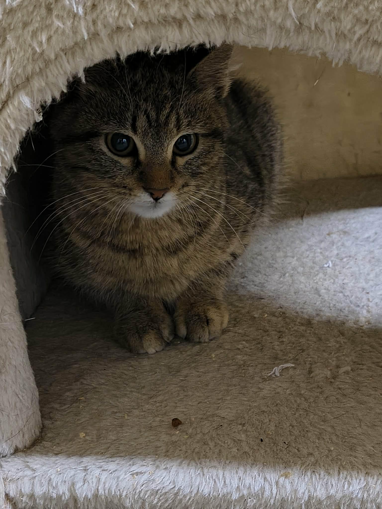 Mertle, a Adoptable Tabby in Stover, MO image 1/2