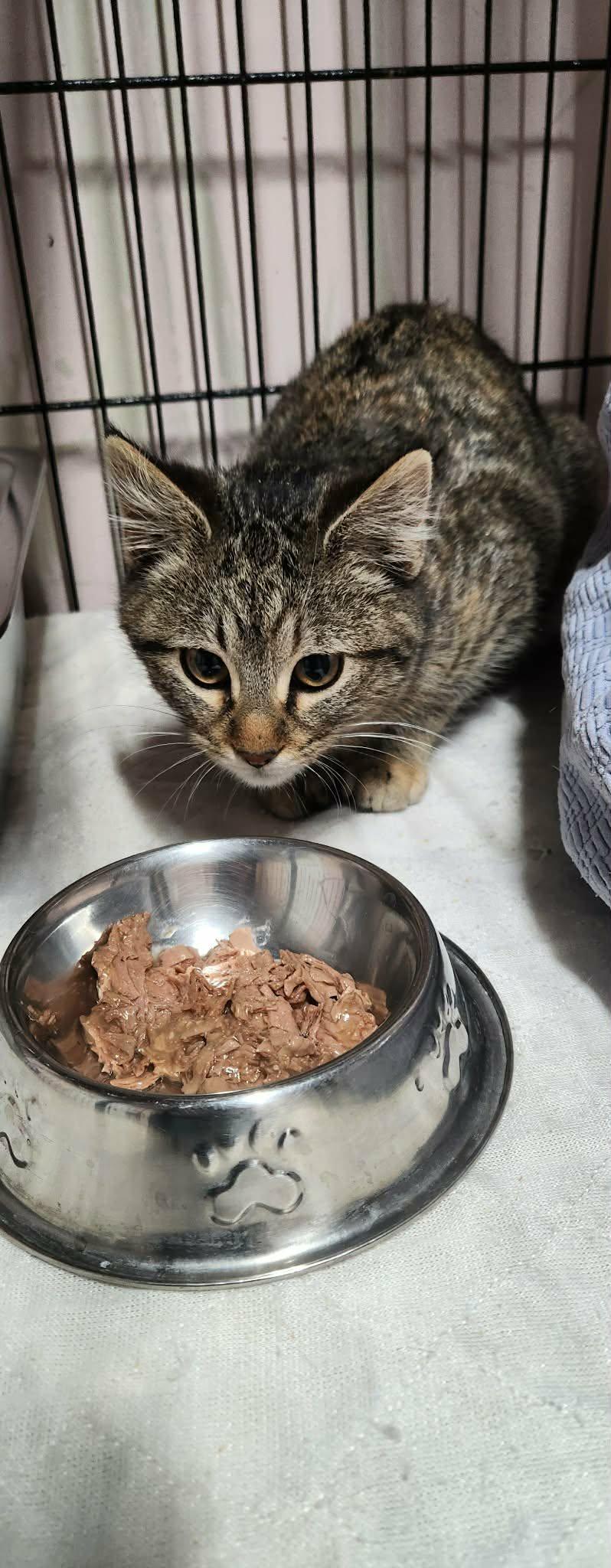 Mertle, a Adoptable Tabby in Stover, MO image 2/2