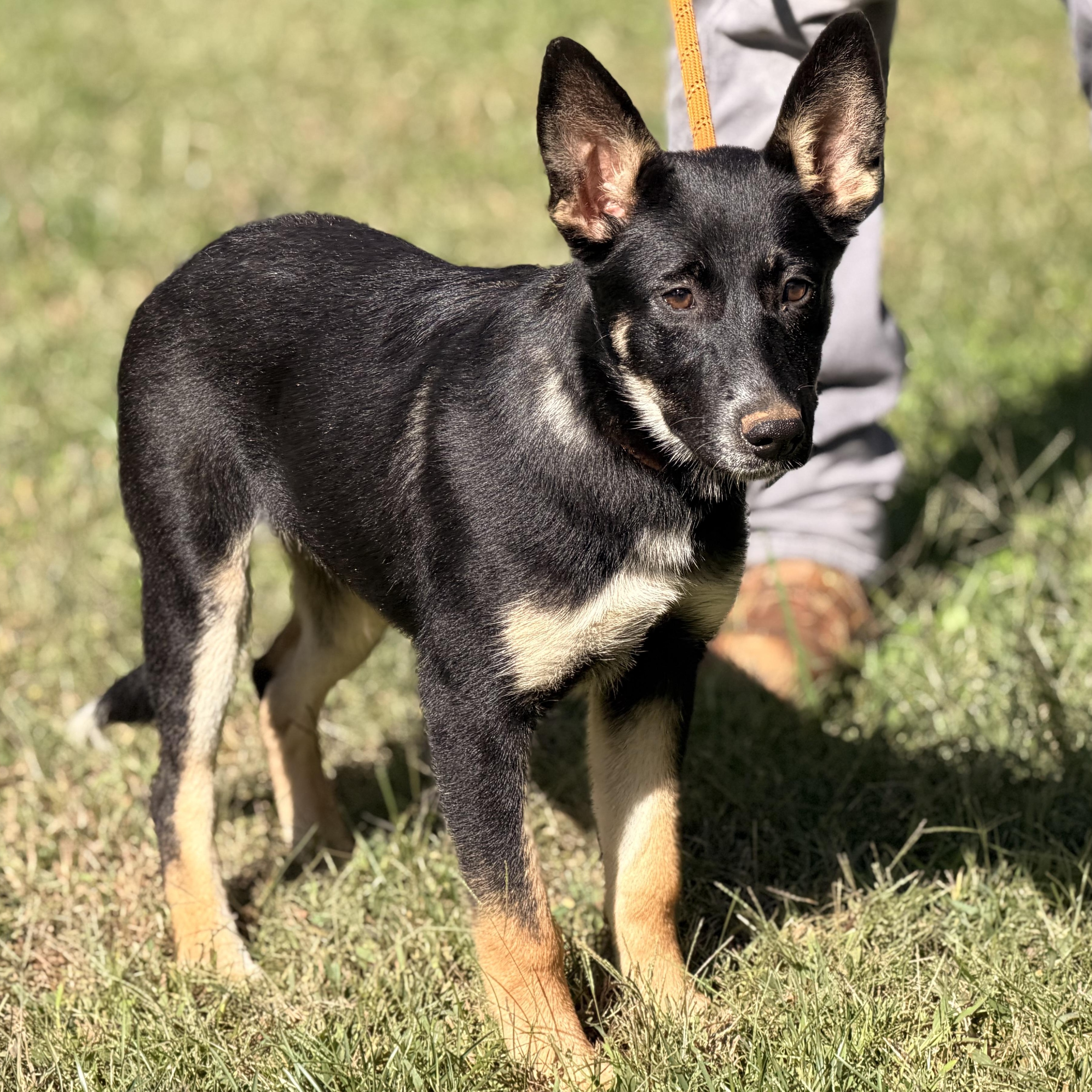 Enlarge Sami, a Adoptable German Shepherd Dog in Midlothian, VA image 3/6