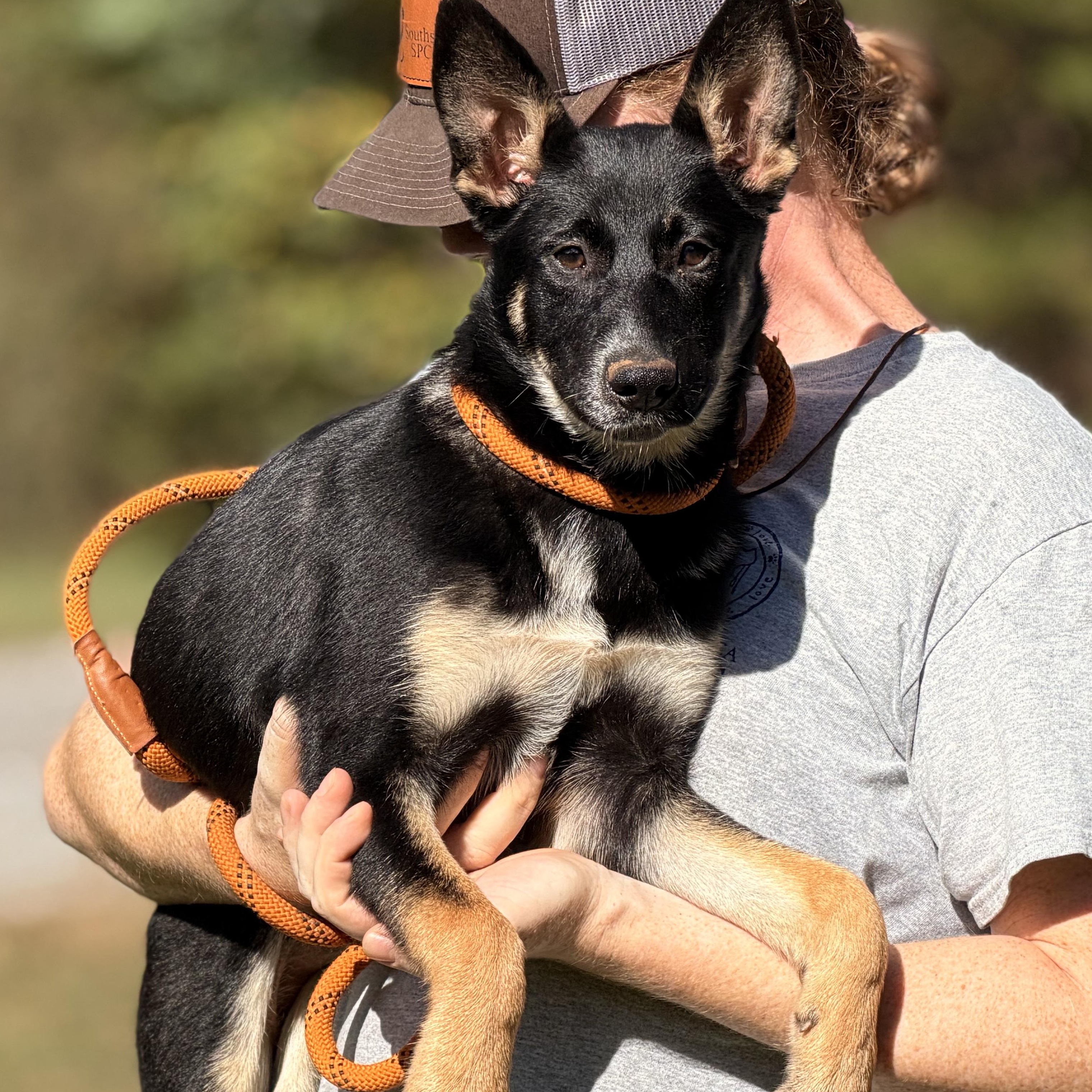 Enlarge Sami, a Adoptable German Shepherd Dog in Midlothian, VA image 4/6
