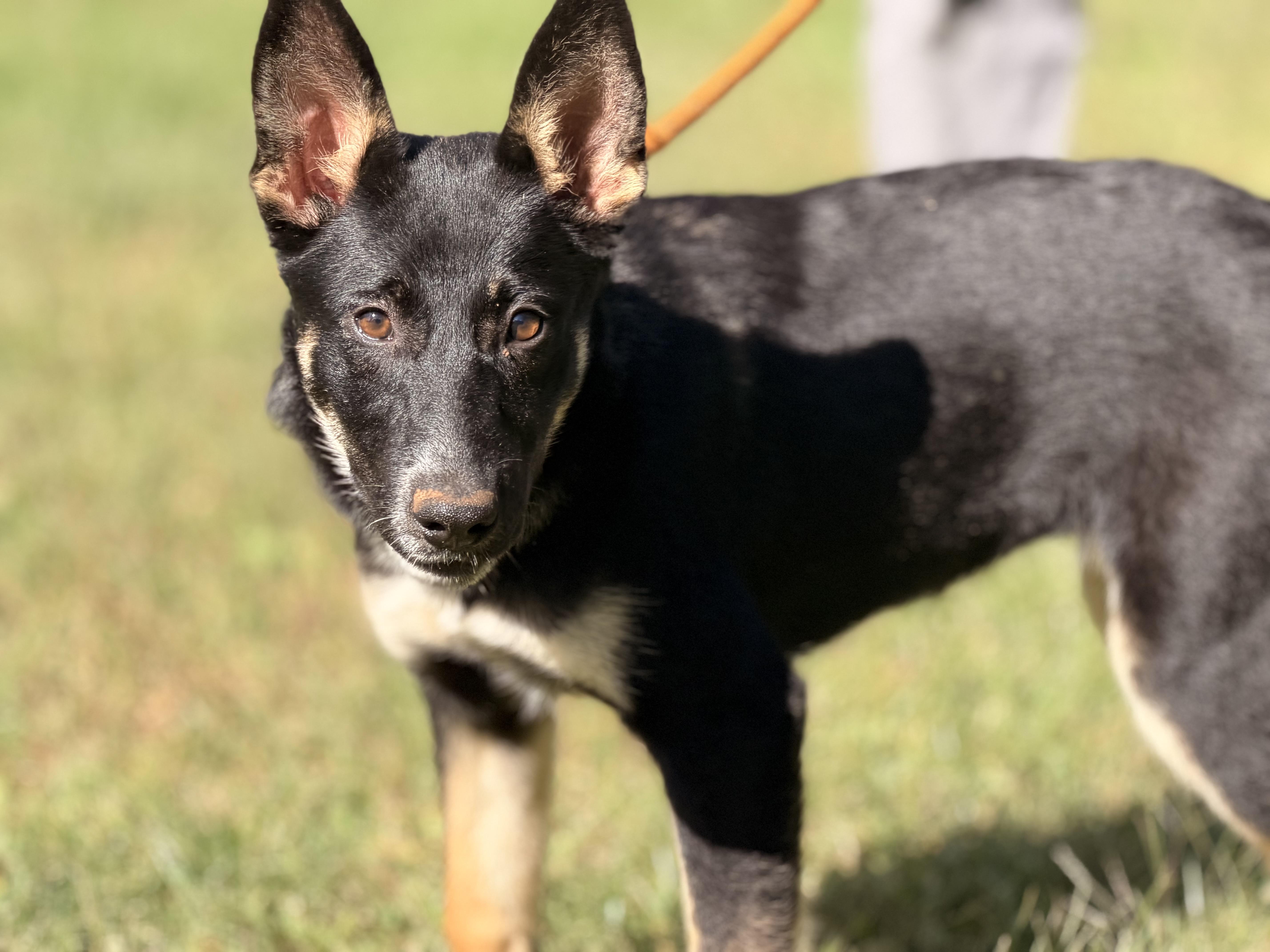 Enlarge Sami, a Adoptable German Shepherd Dog in Midlothian, VA image 2/6