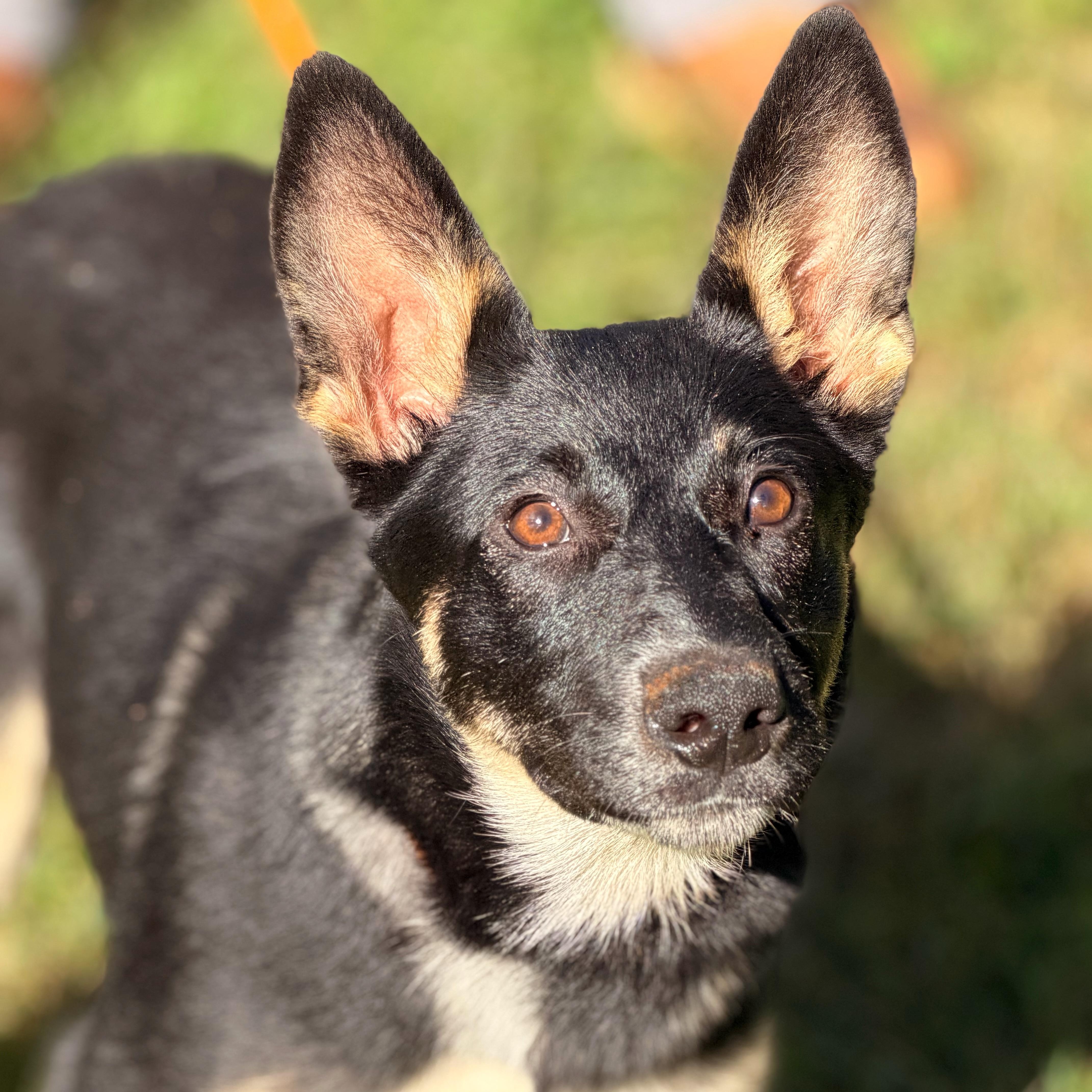 Sami, Adoptable, Young Female German Shepherd Dog.