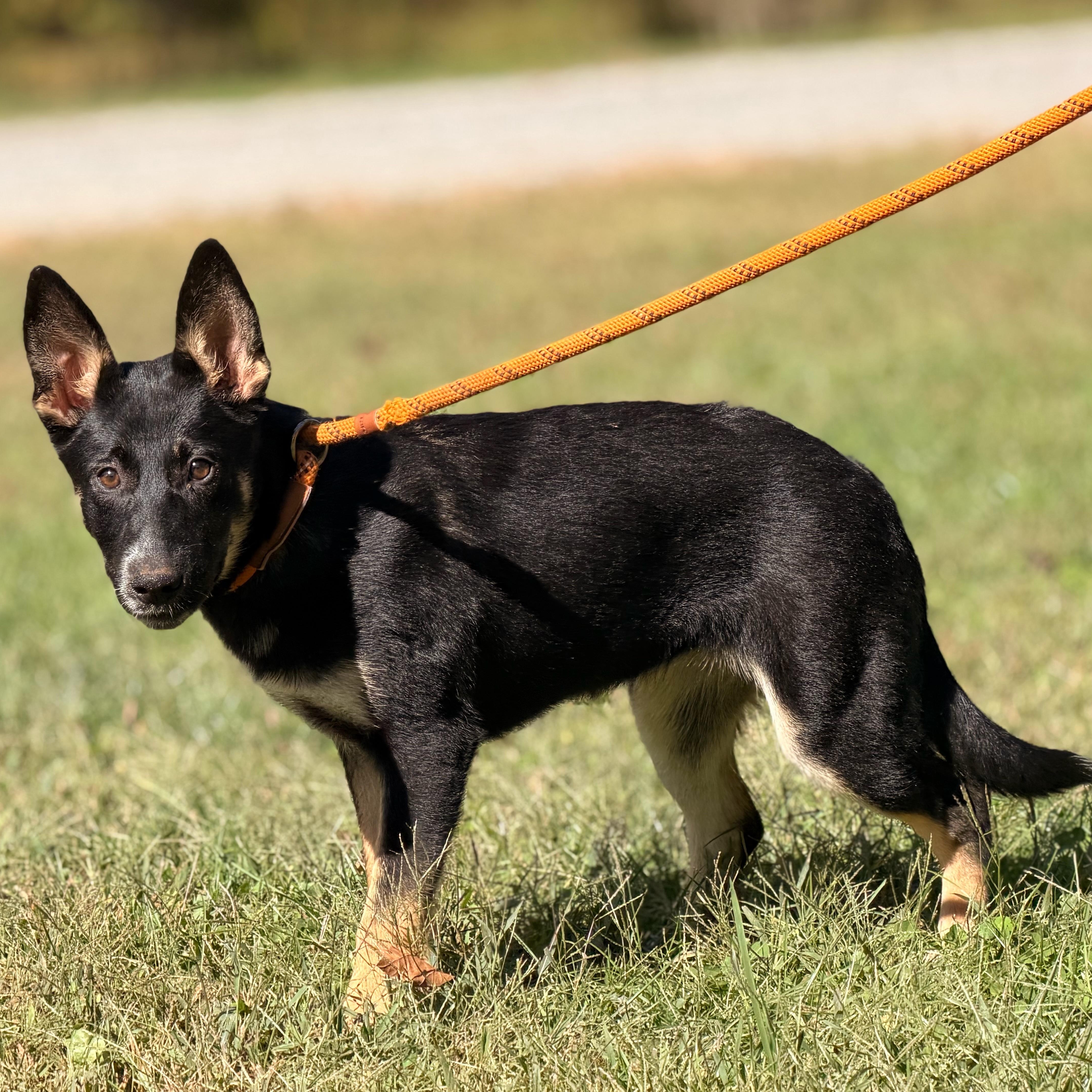 Enlarge Sami, a Adoptable German Shepherd Dog in Midlothian, VA image 5/6