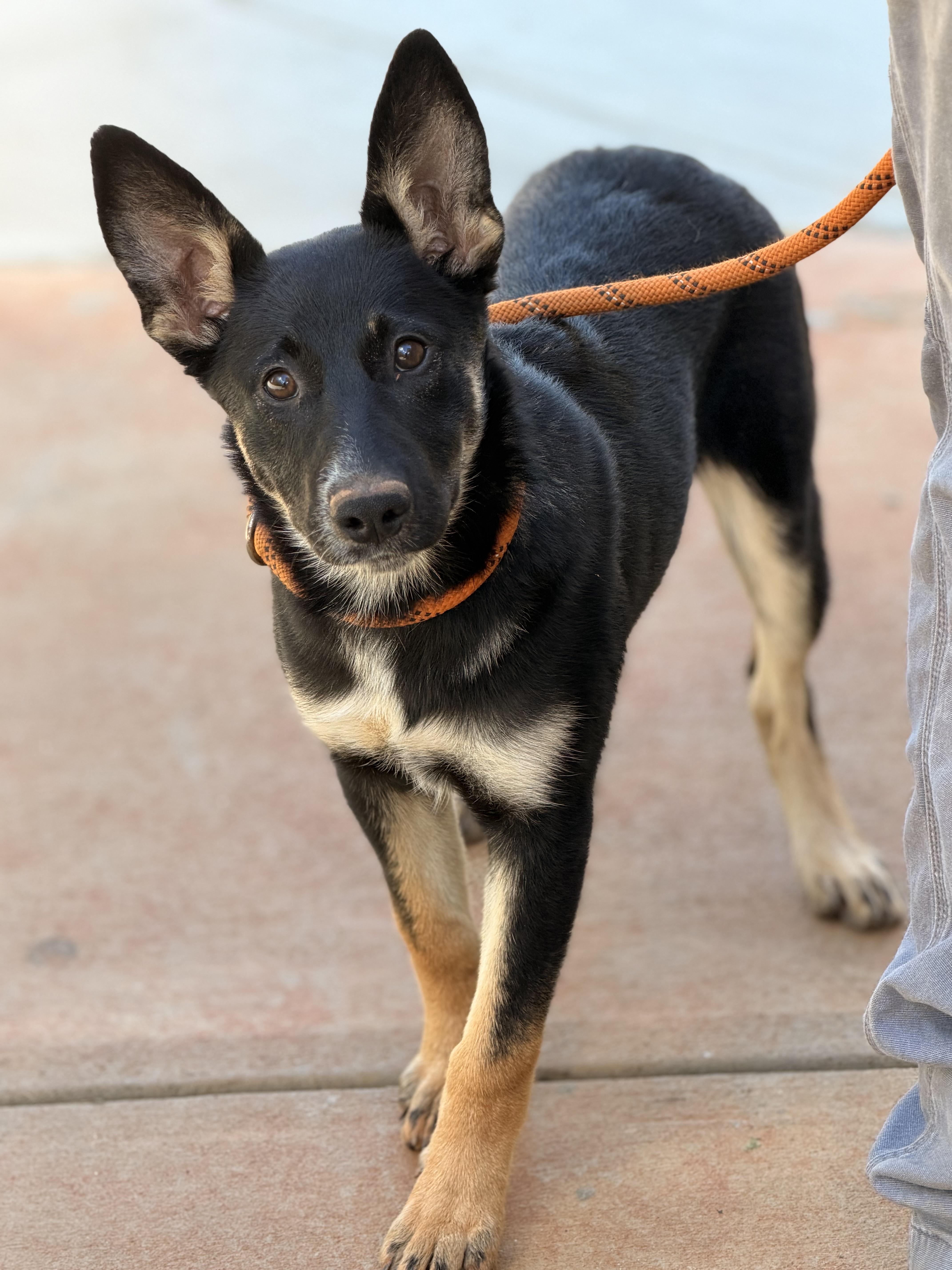 Enlarge Sami, a Adoptable German Shepherd Dog in Midlothian, VA image 6/6