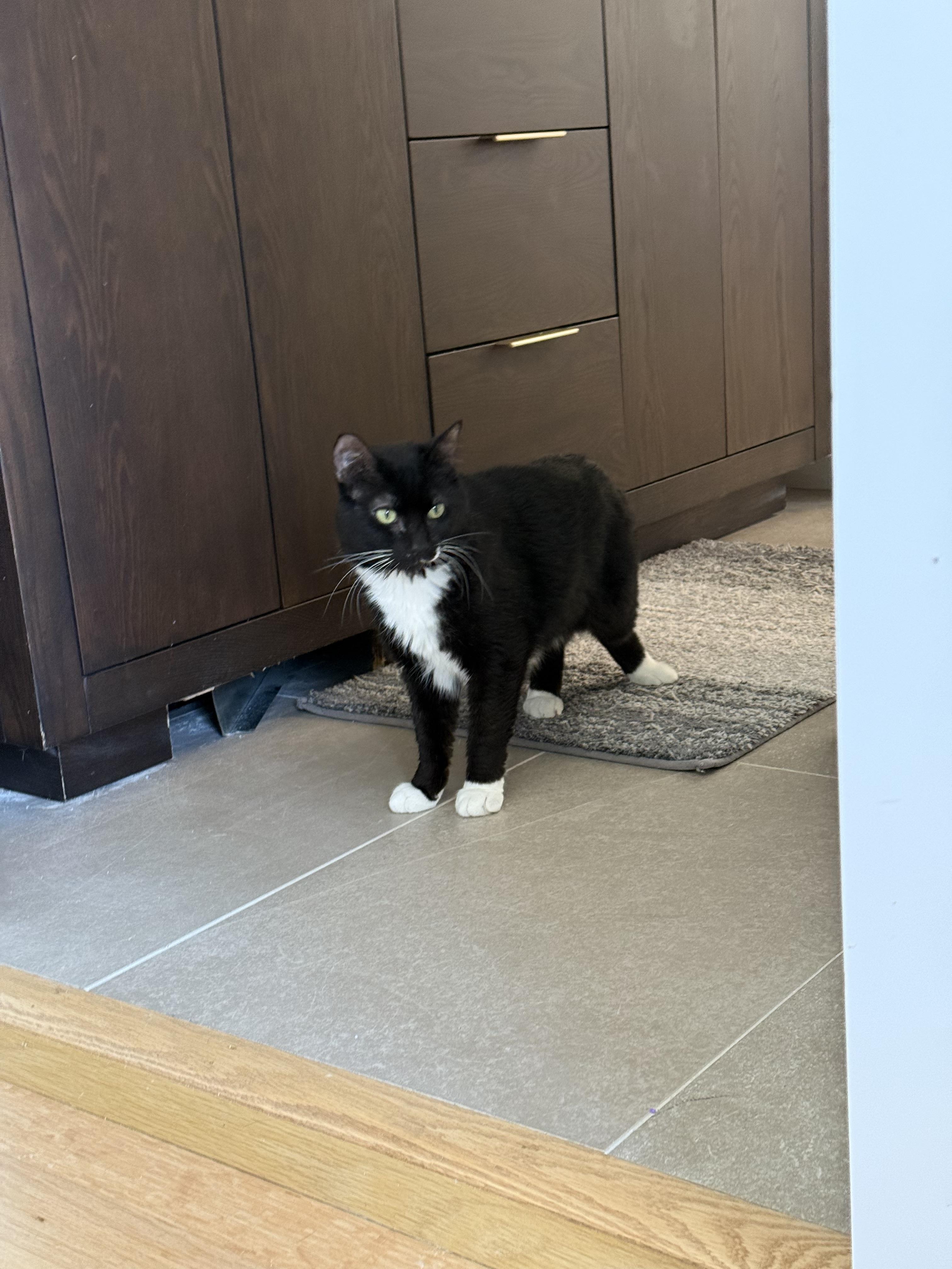 Enlarge Mcmeow, a Adoptable Tuxedo in Brooklyn, NY image 1/4