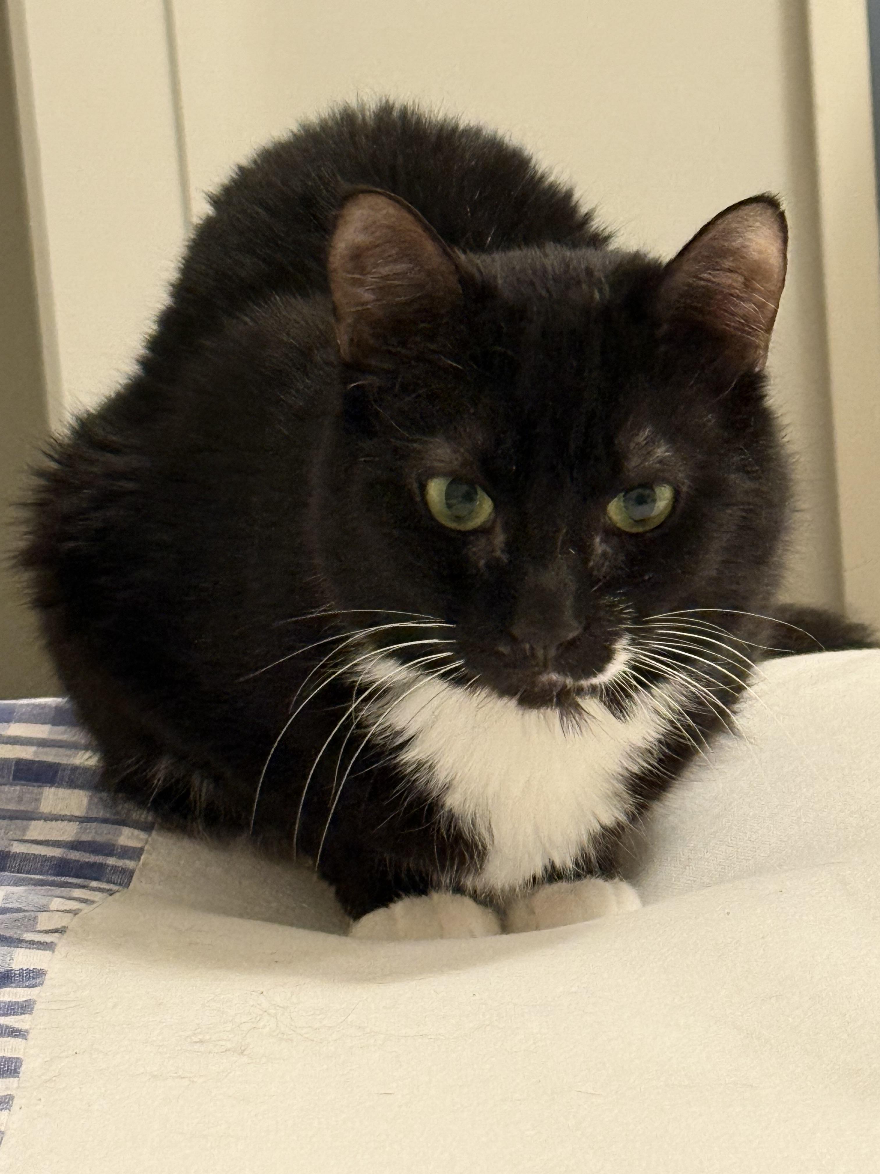 Enlarge Mcmeow, a Adoptable Tuxedo in Brooklyn, NY image 2/4
