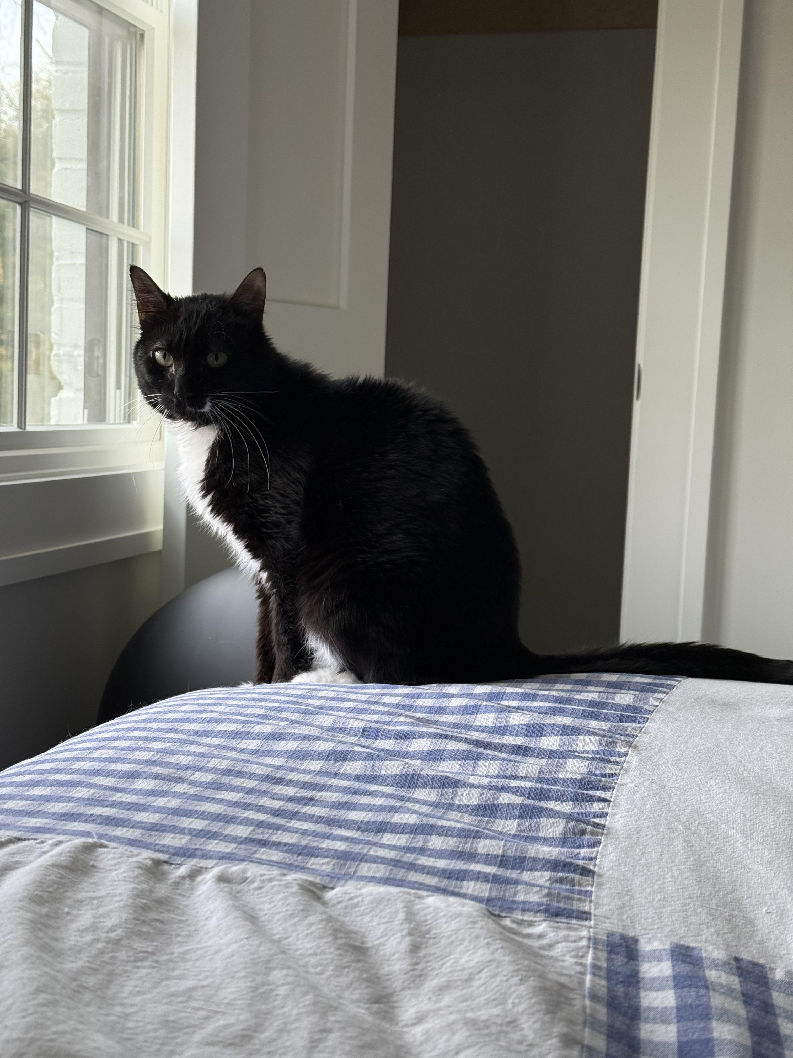 Enlarge Mcmeow, a Adoptable Tuxedo in Brooklyn, NY image 3/4