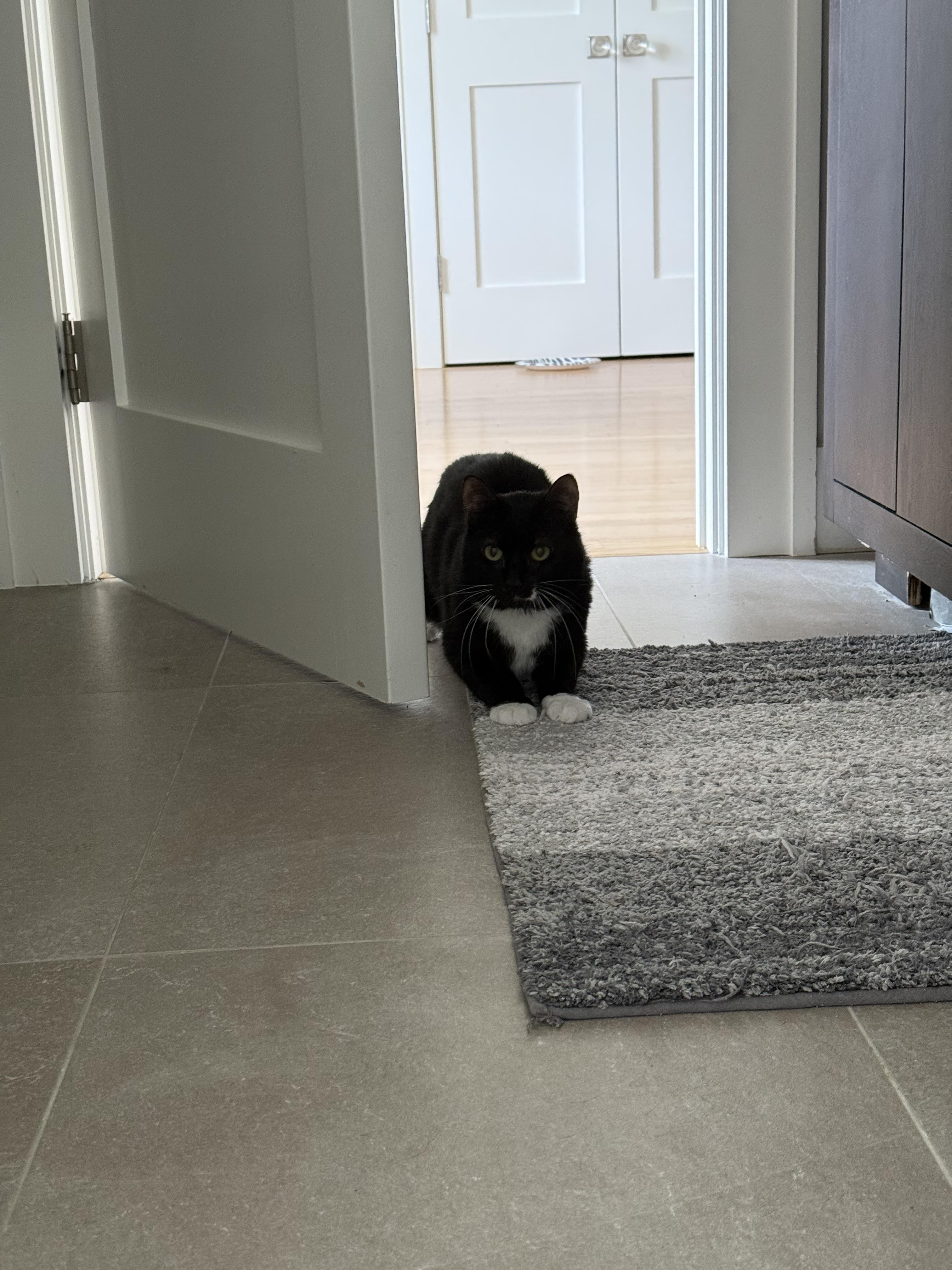 Enlarge Mcmeow, a Adoptable Tuxedo in Brooklyn, NY image 4/4